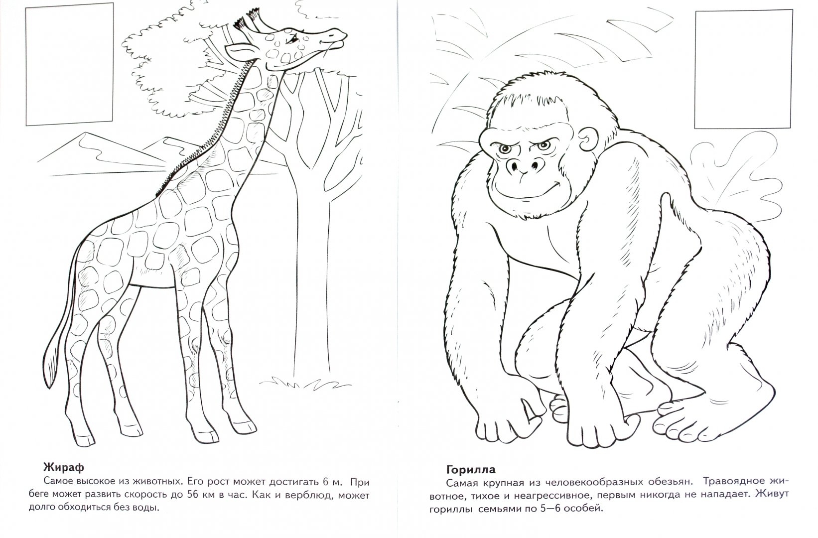 Animals of hot countries for children 6 7 years old #6