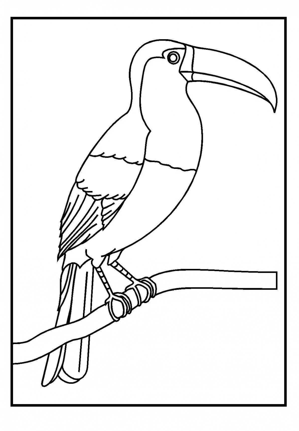 Toucan bright coloring for kids