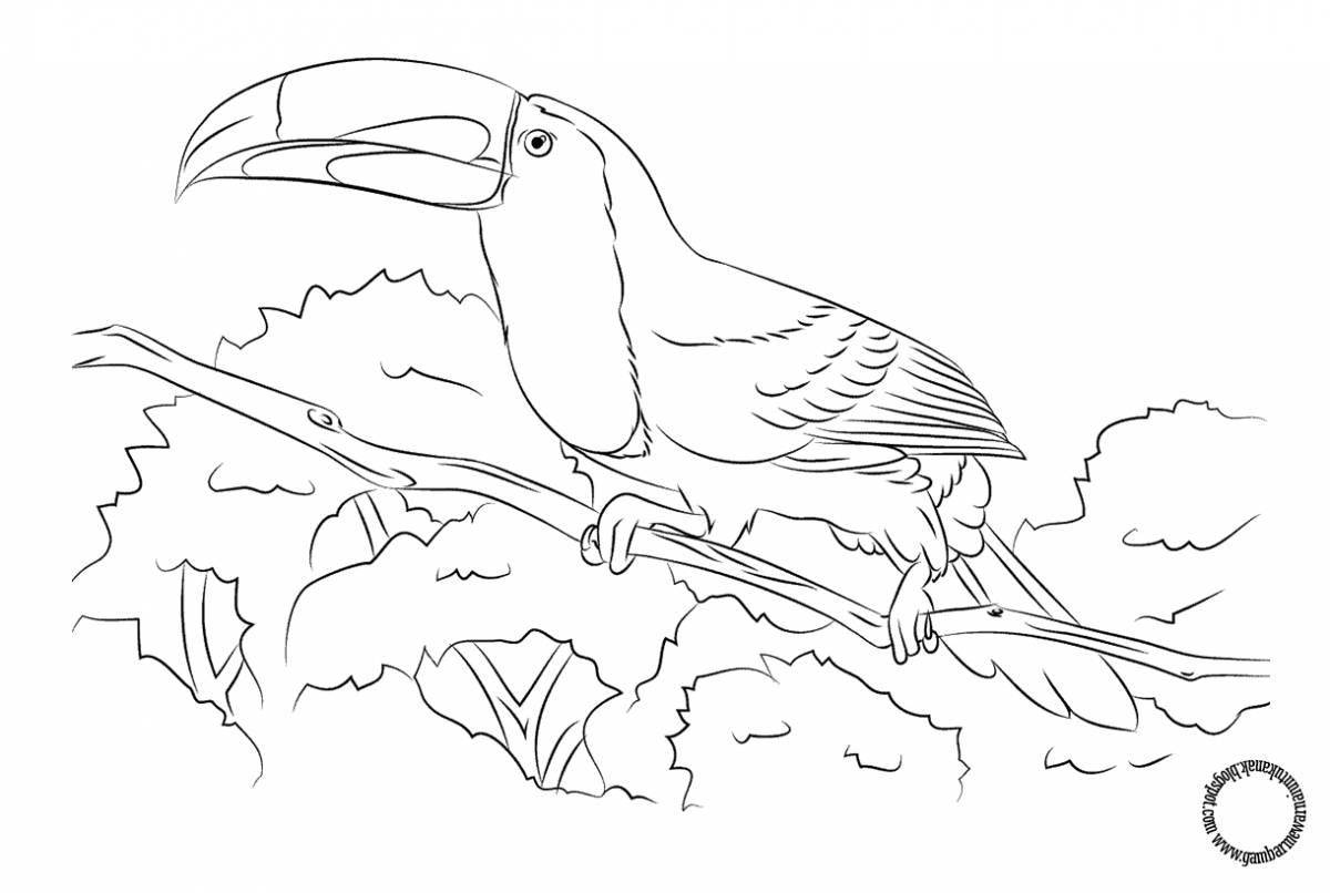 Fun toucan coloring book for kids
