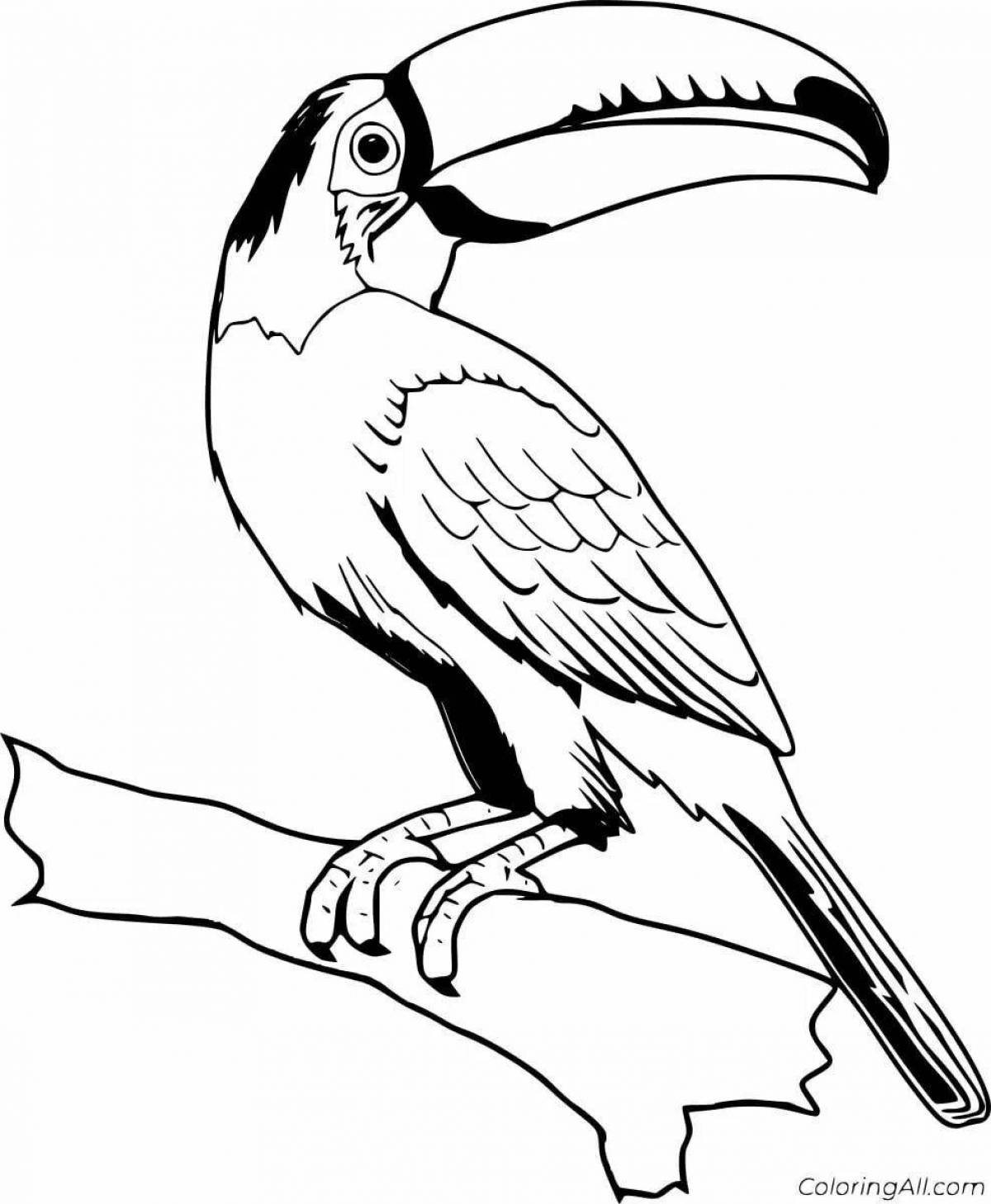 Great toucan coloring book for kids