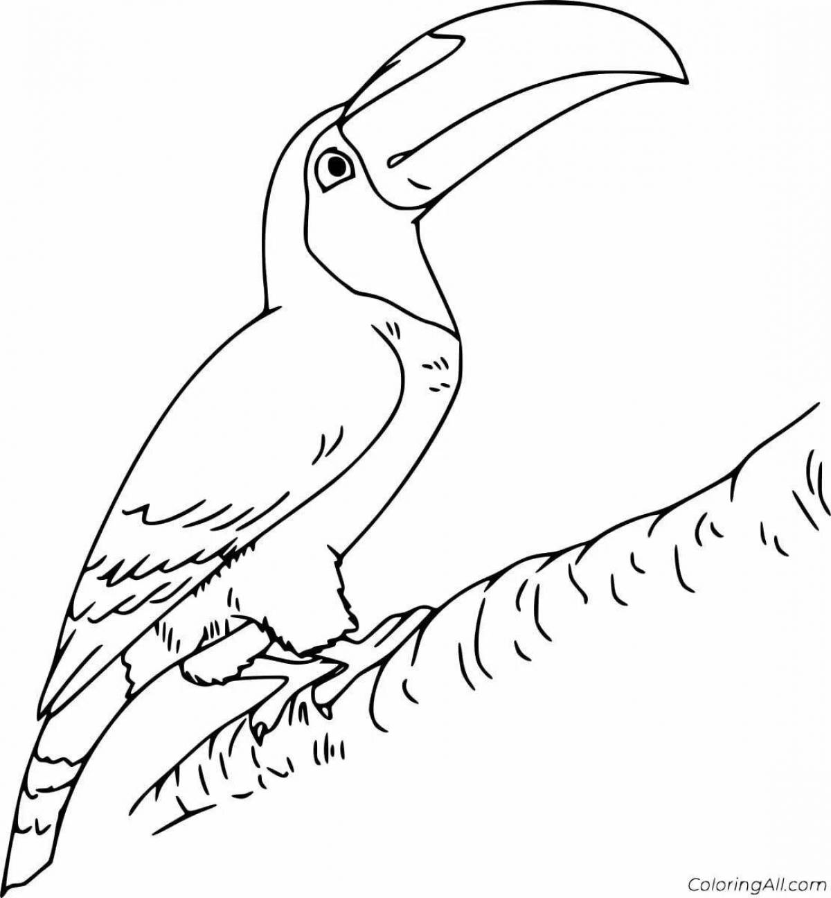 Sweet toucan coloring pages for kids