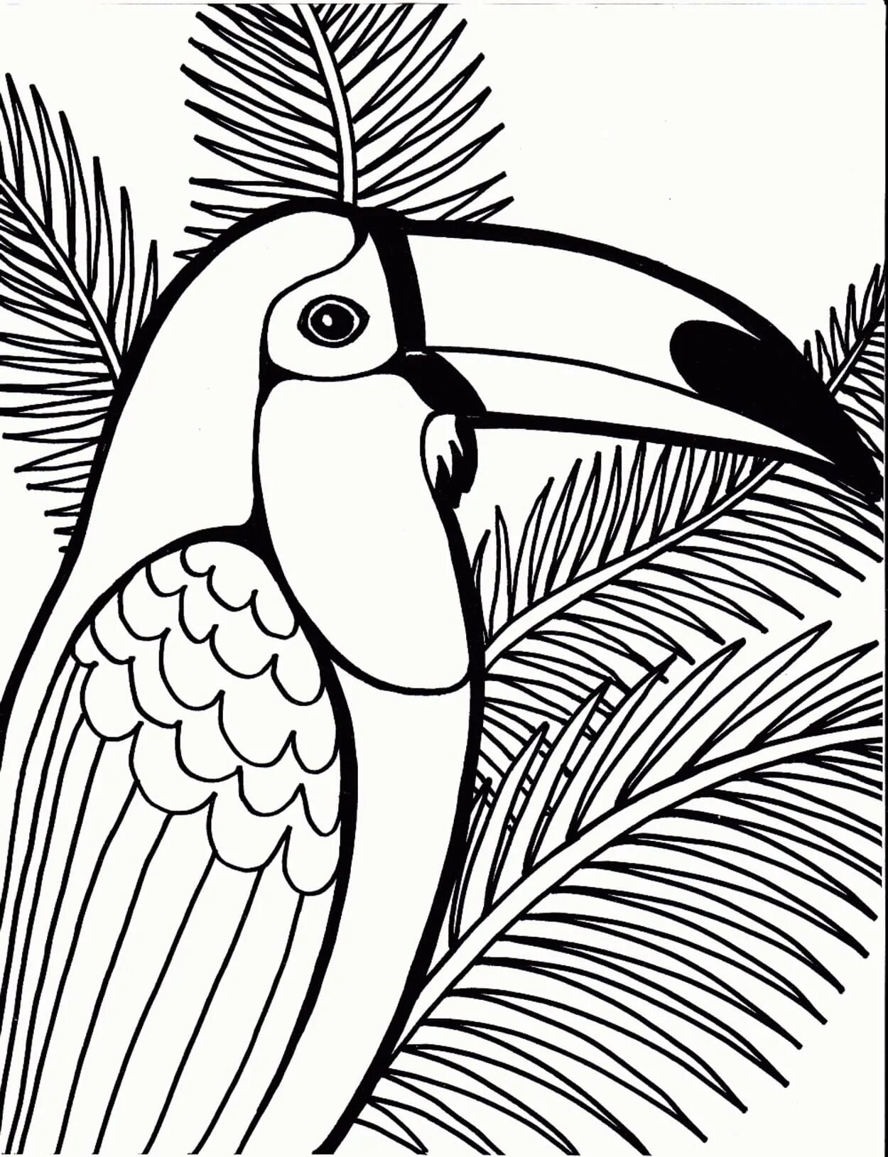 Glamorous toucan coloring pages for kids