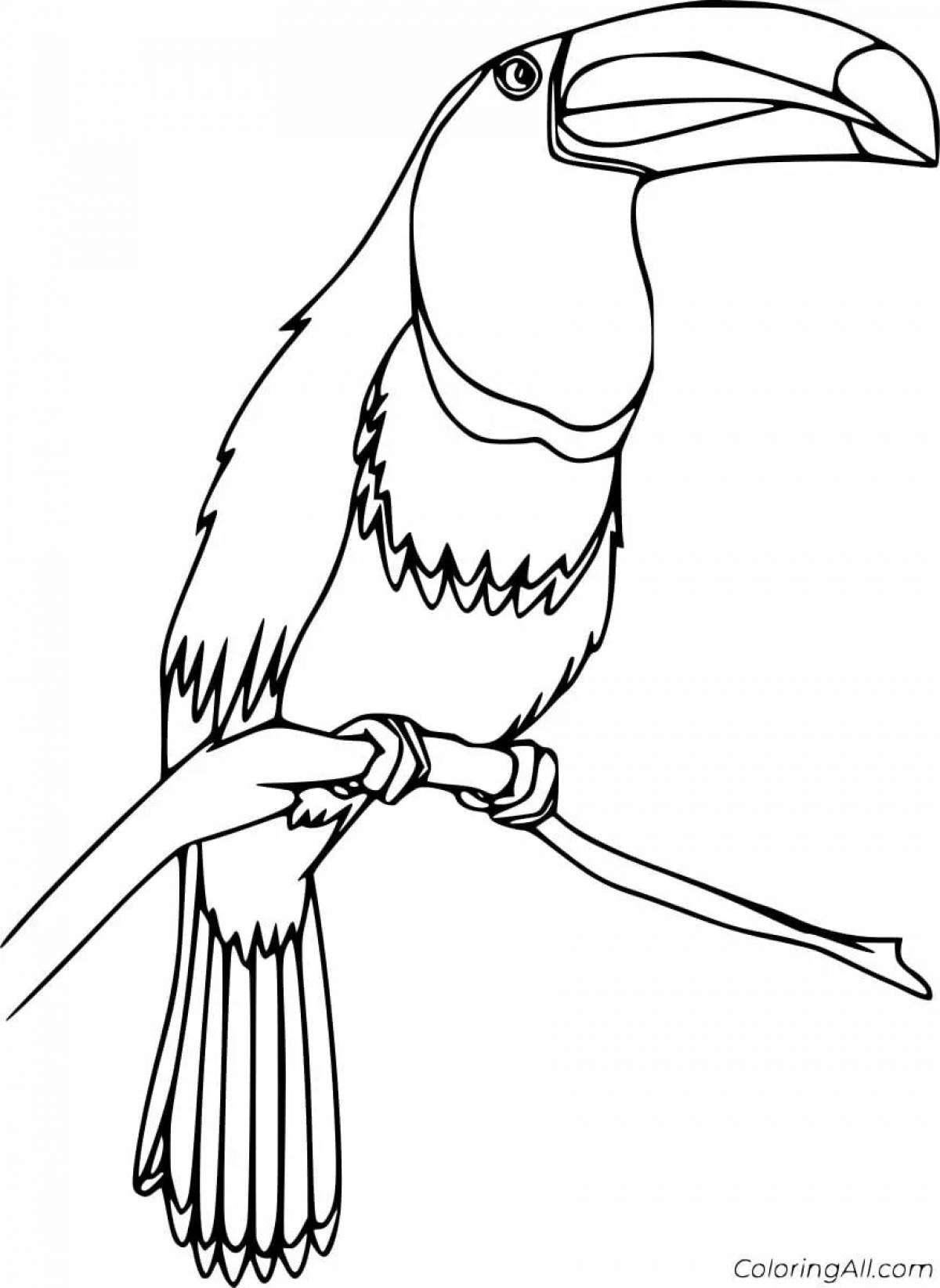 Attractive toucan coloring book for kids