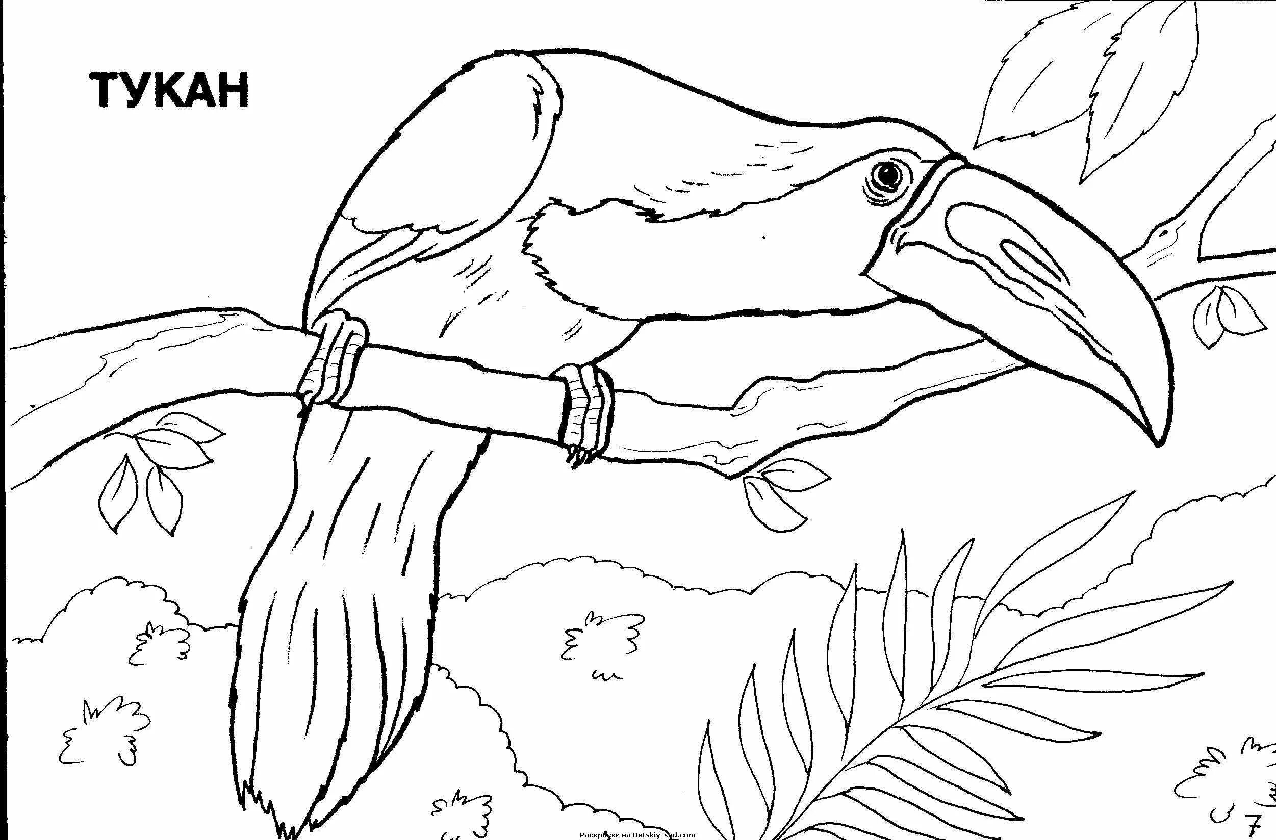 Impressive toucan coloring book for kids