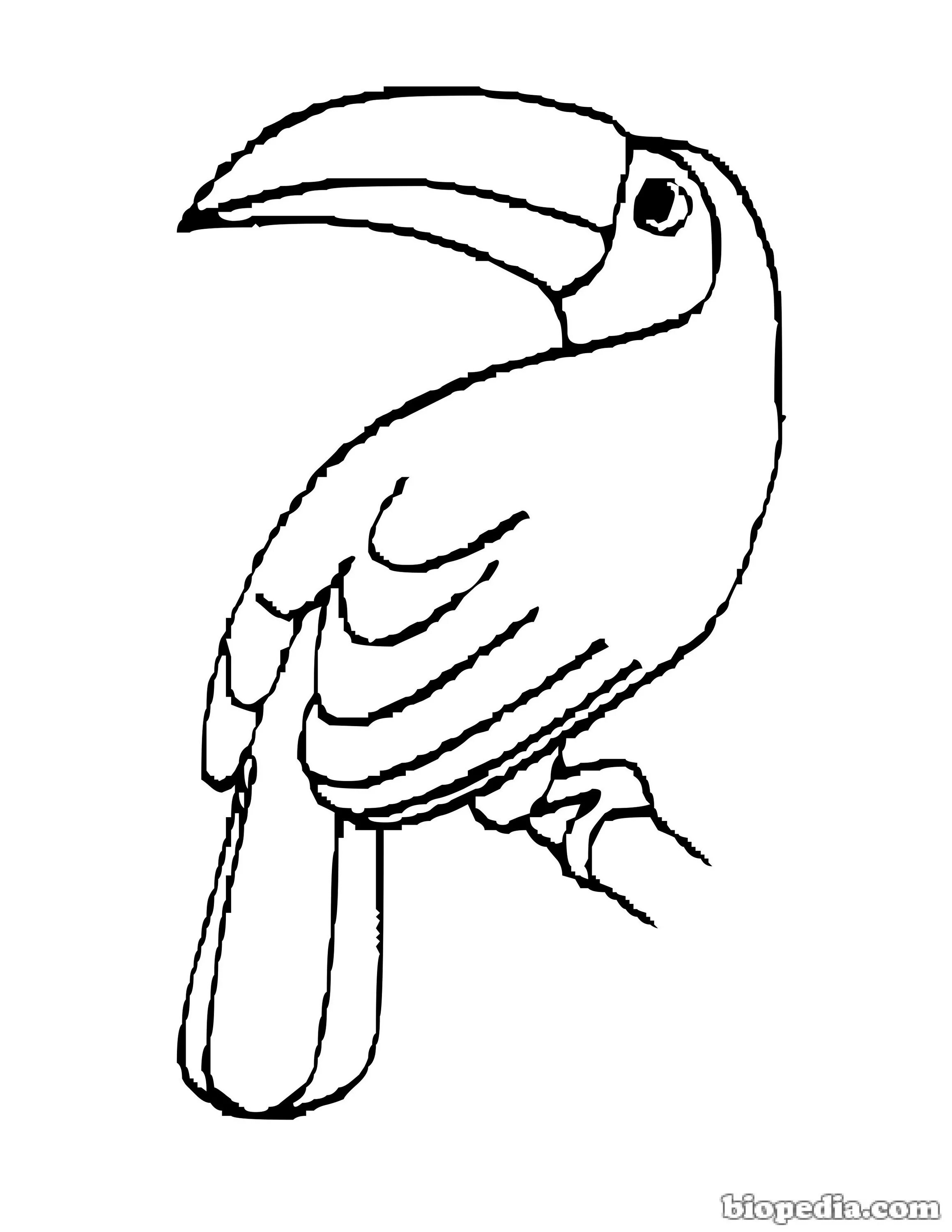 Famous toucan coloring pages for kids