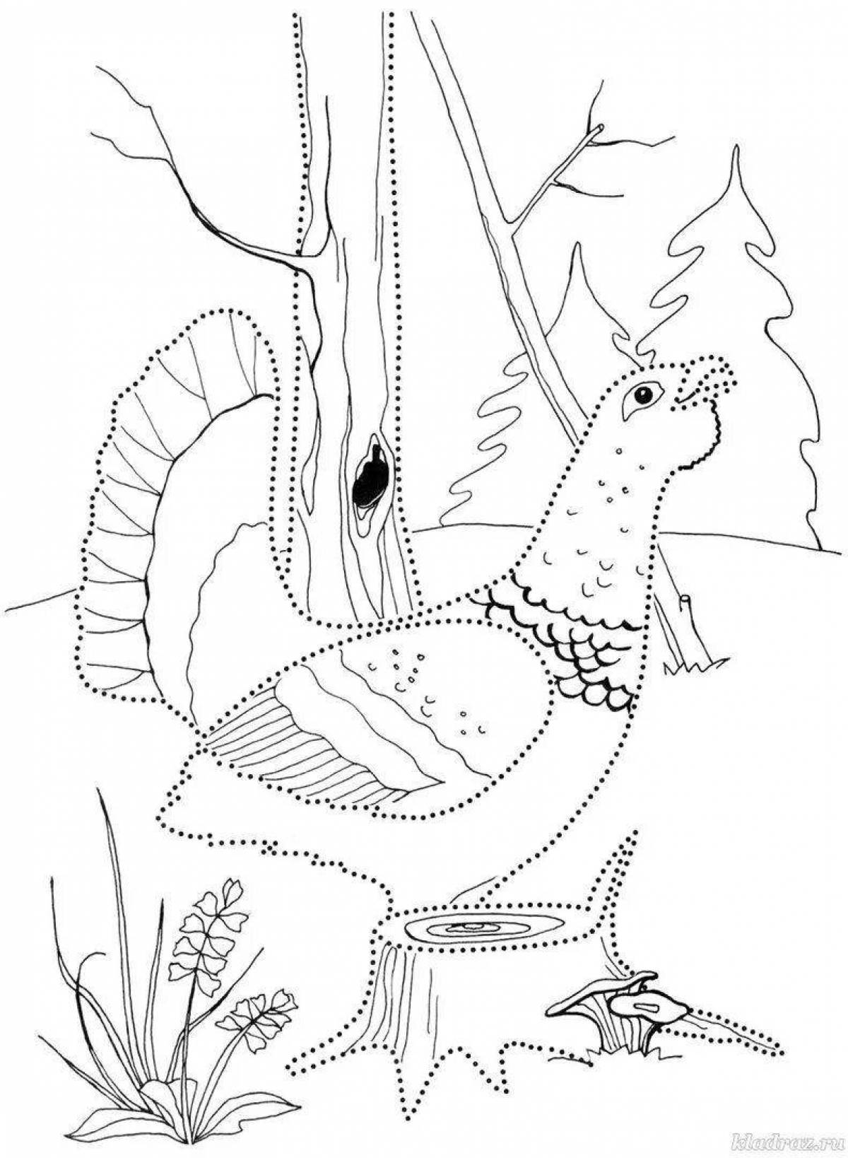 Яркая страница раскраски тетерева для детей