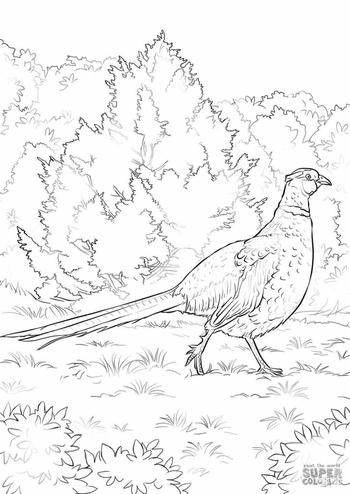 Amazing black grouse coloring page for kids