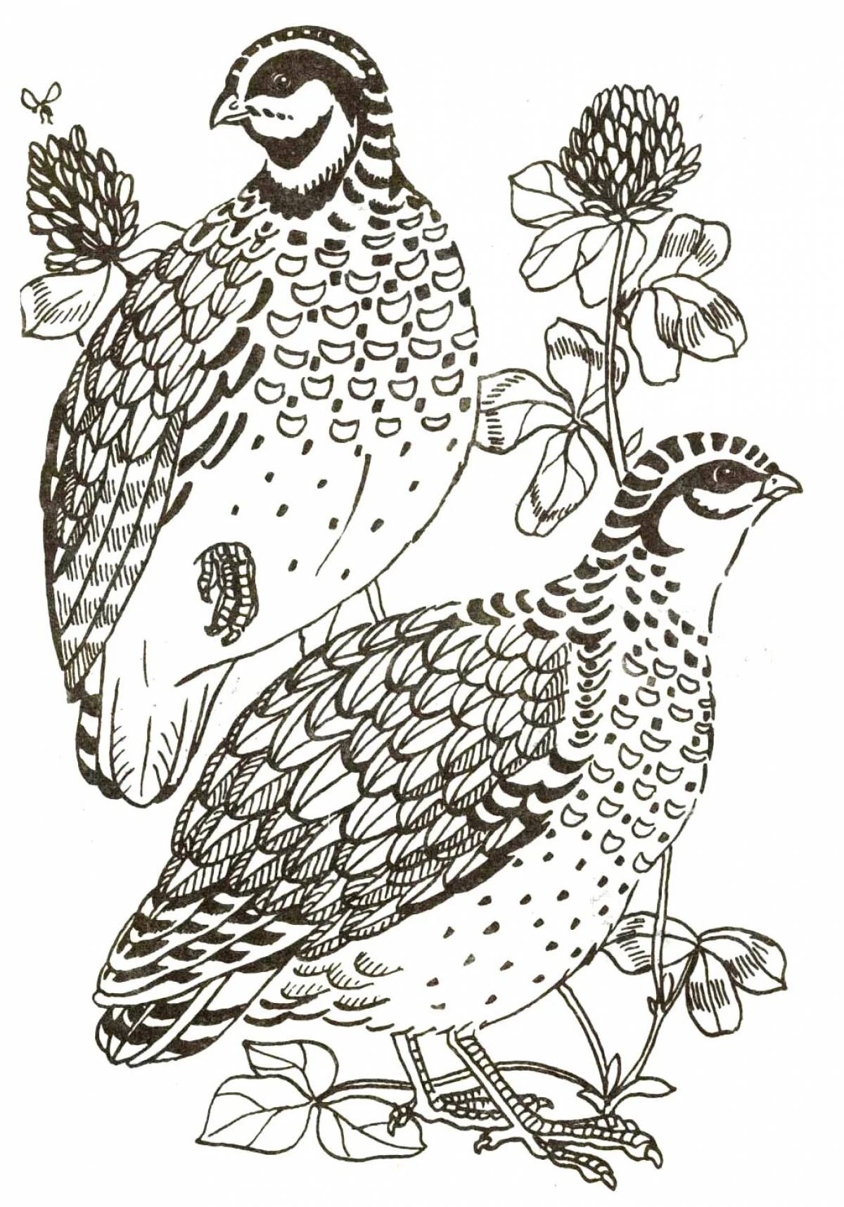 Great grouse coloring book for kids