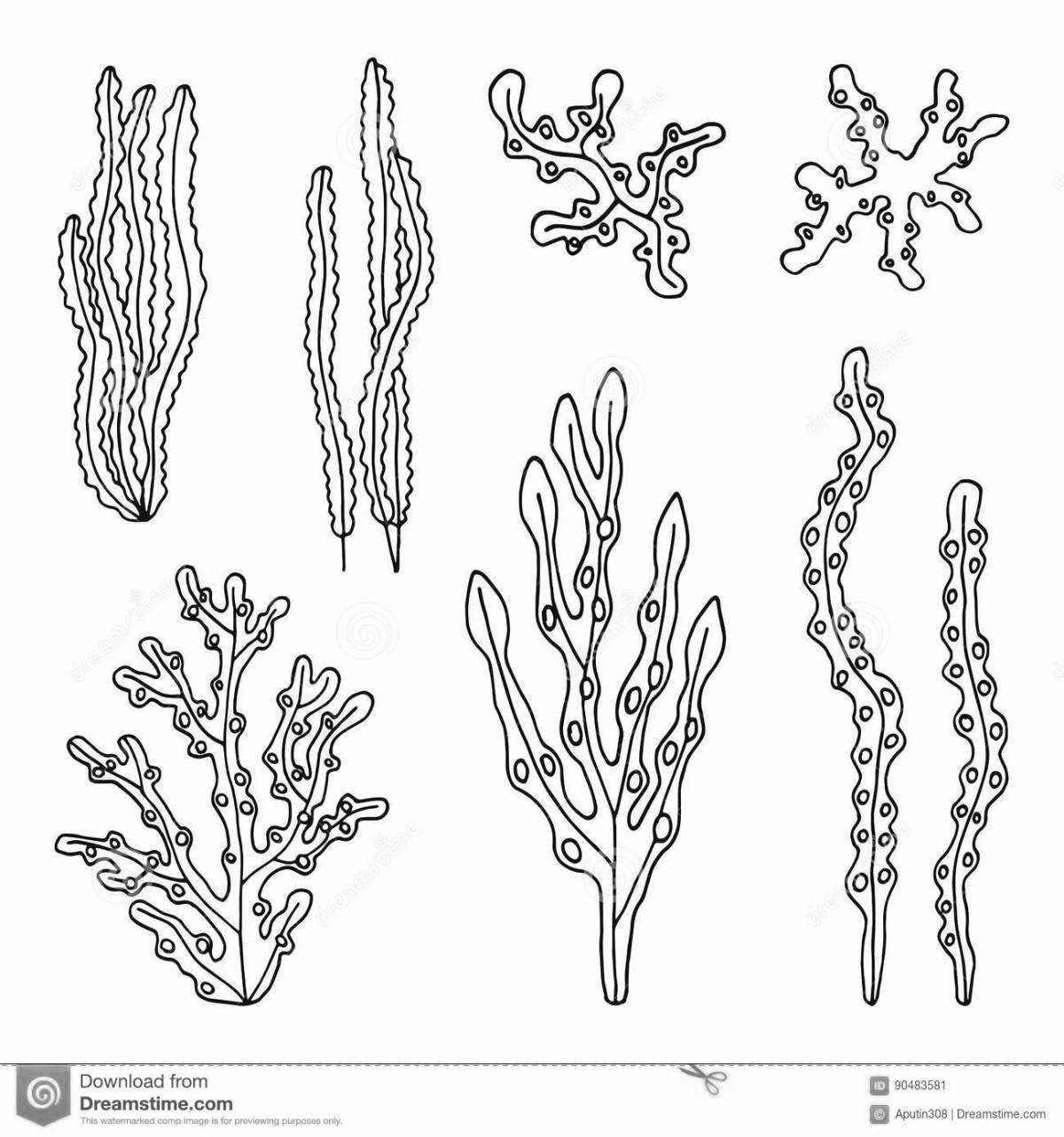 Водоросли картинка для детей раскраска