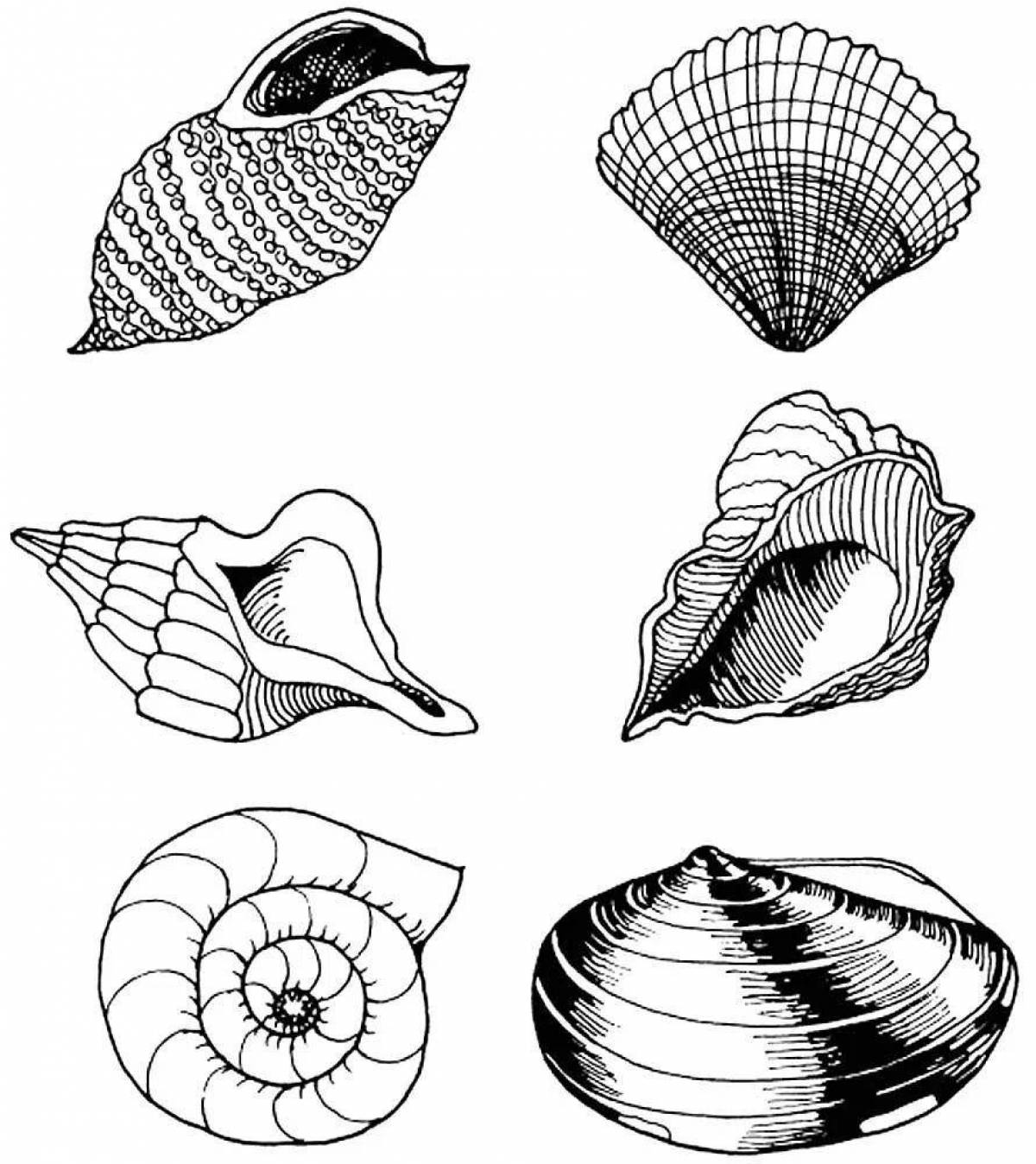 Моллюски рисунок. Ракушка раскраска. Ракушка карандашом. Стилизация природных форм. Зарисовки ракушек.