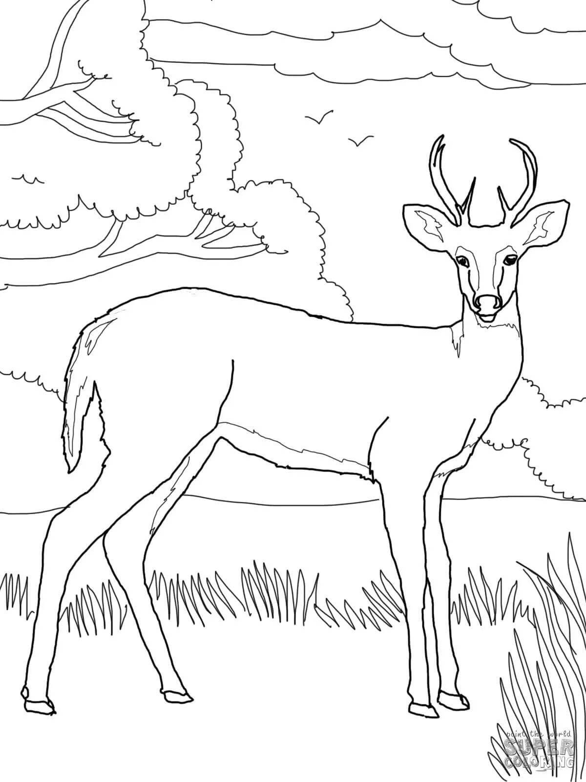 Adorable roe deer coloring book for kids