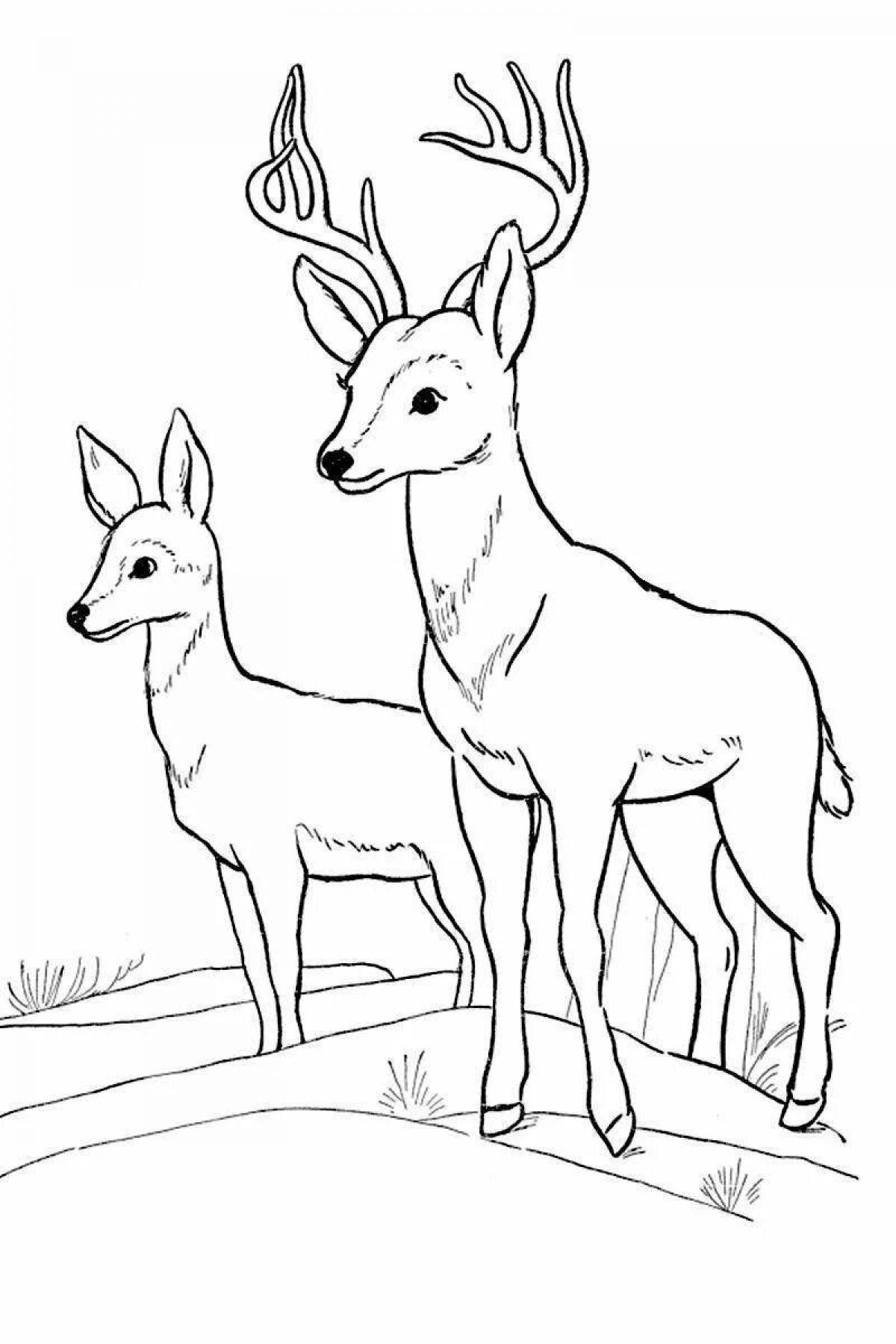 Fun roe deer coloring for the little ones