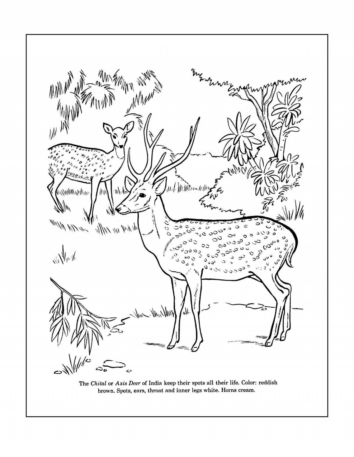 Cute deer coloring book for kids