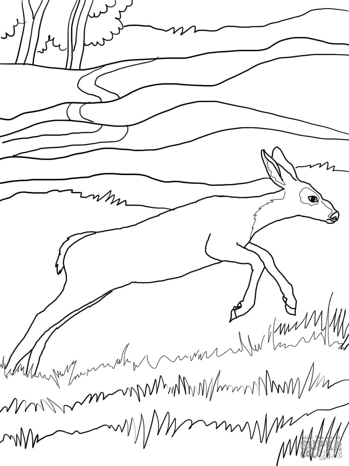 Sparkling roe deer coloring book for preschoolers