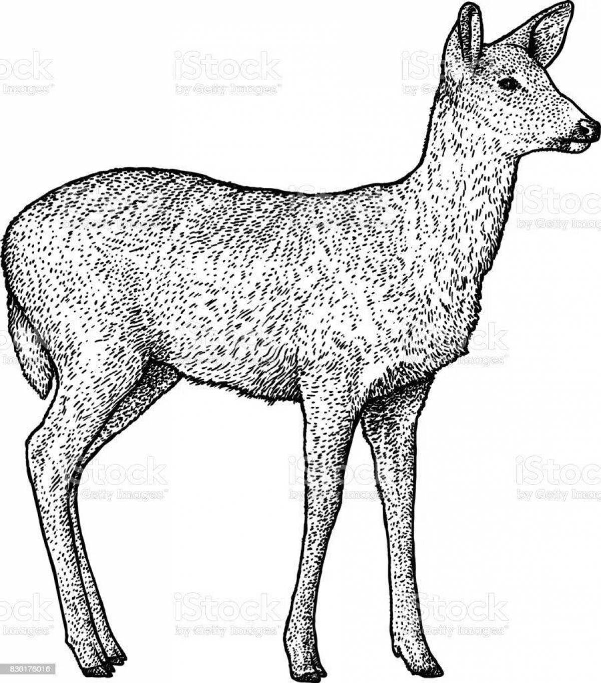 Shiny Roe deer coloring book for babies