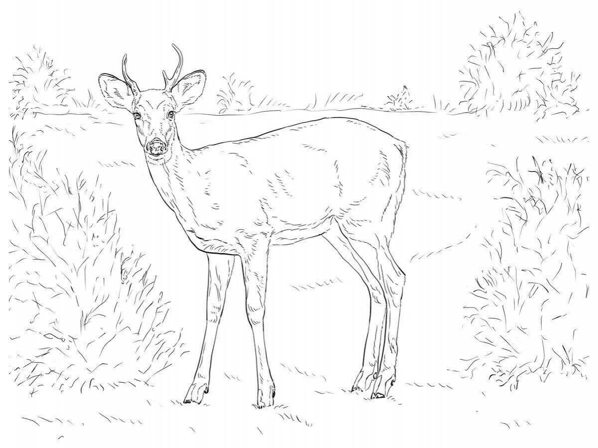 Glorious roe deer coloring for kids