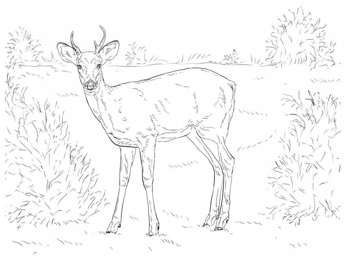 Glorious roe deer coloring for kids