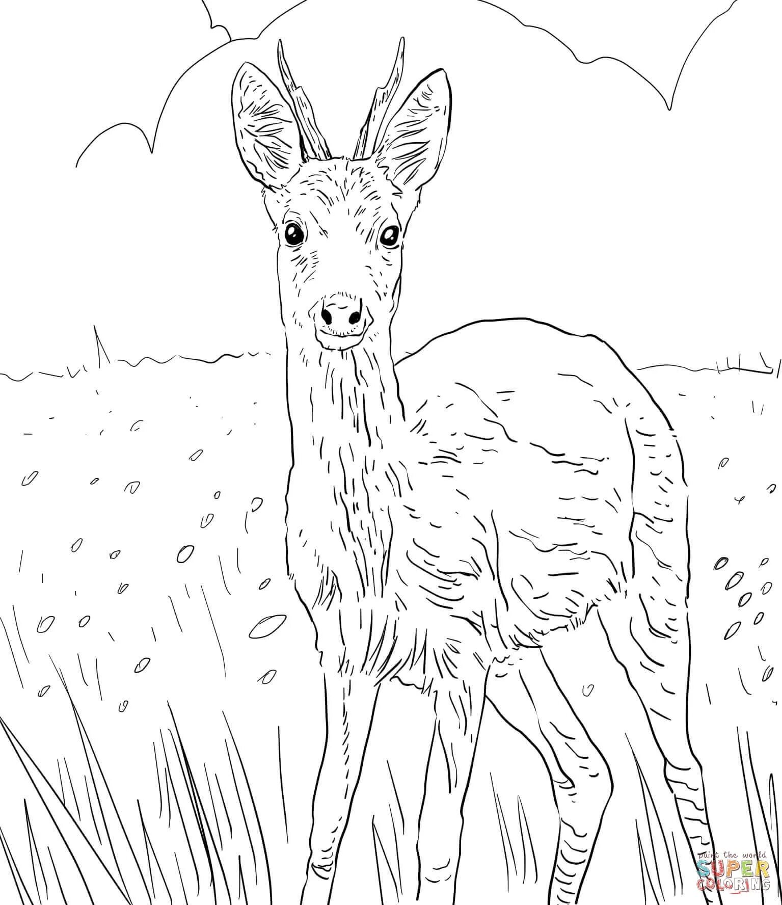 Gorgeous roe deer coloring book for preschoolers