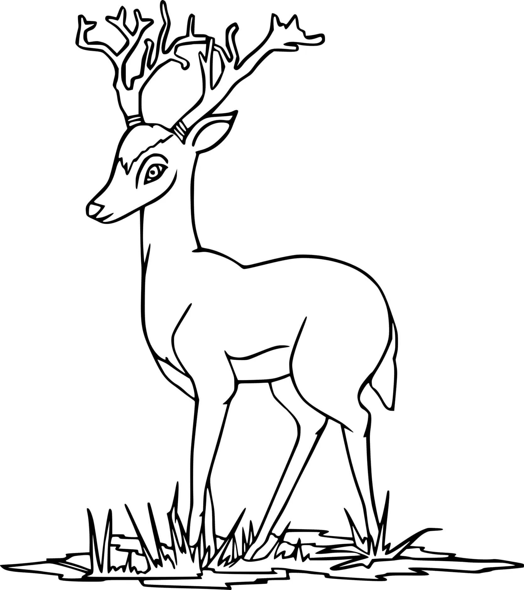 Violent roe deer coloring book for children