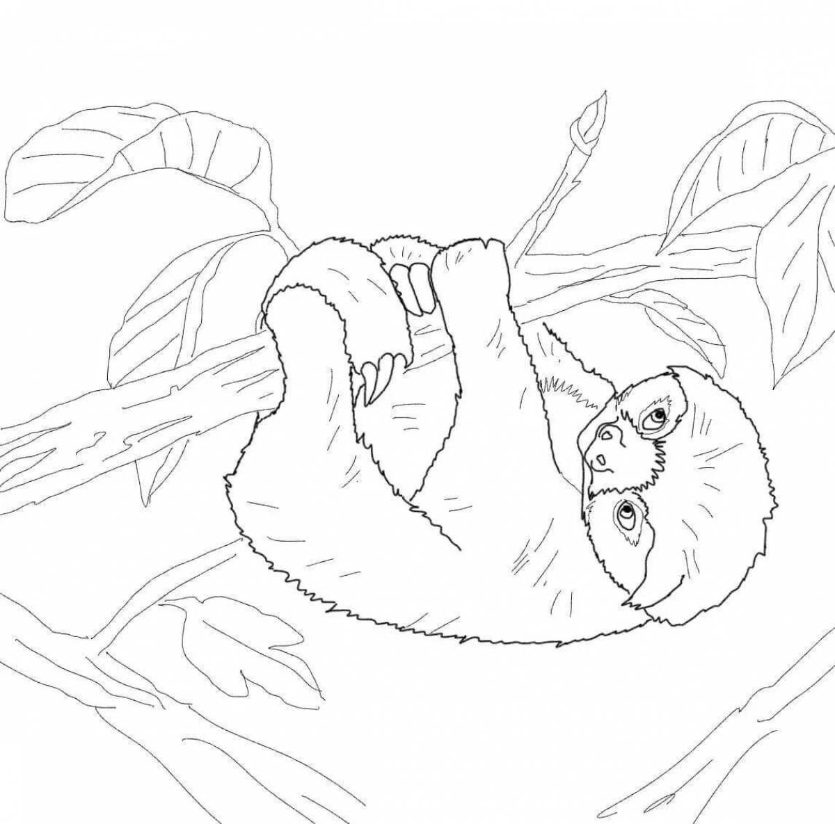 Live sloth coloring for kids