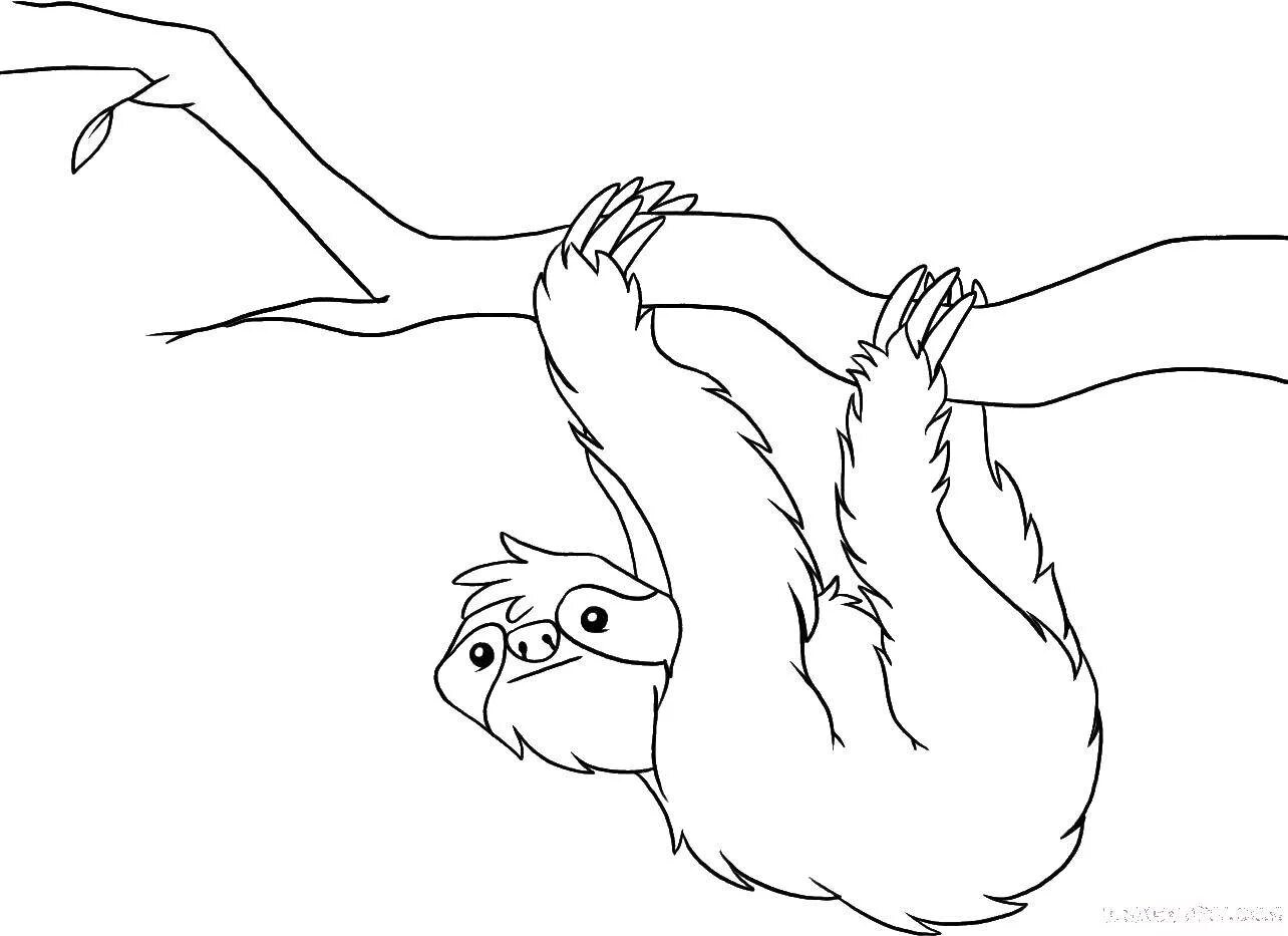 Great sloth coloring book for kids