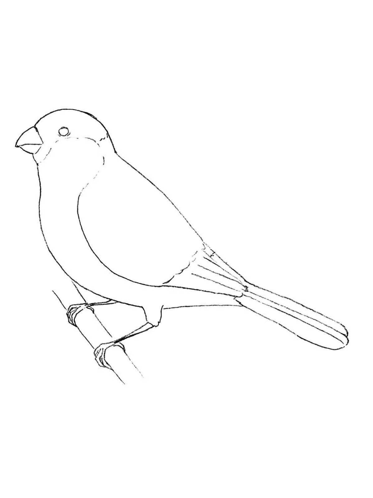 Fun drawing of a bullfinch for kids