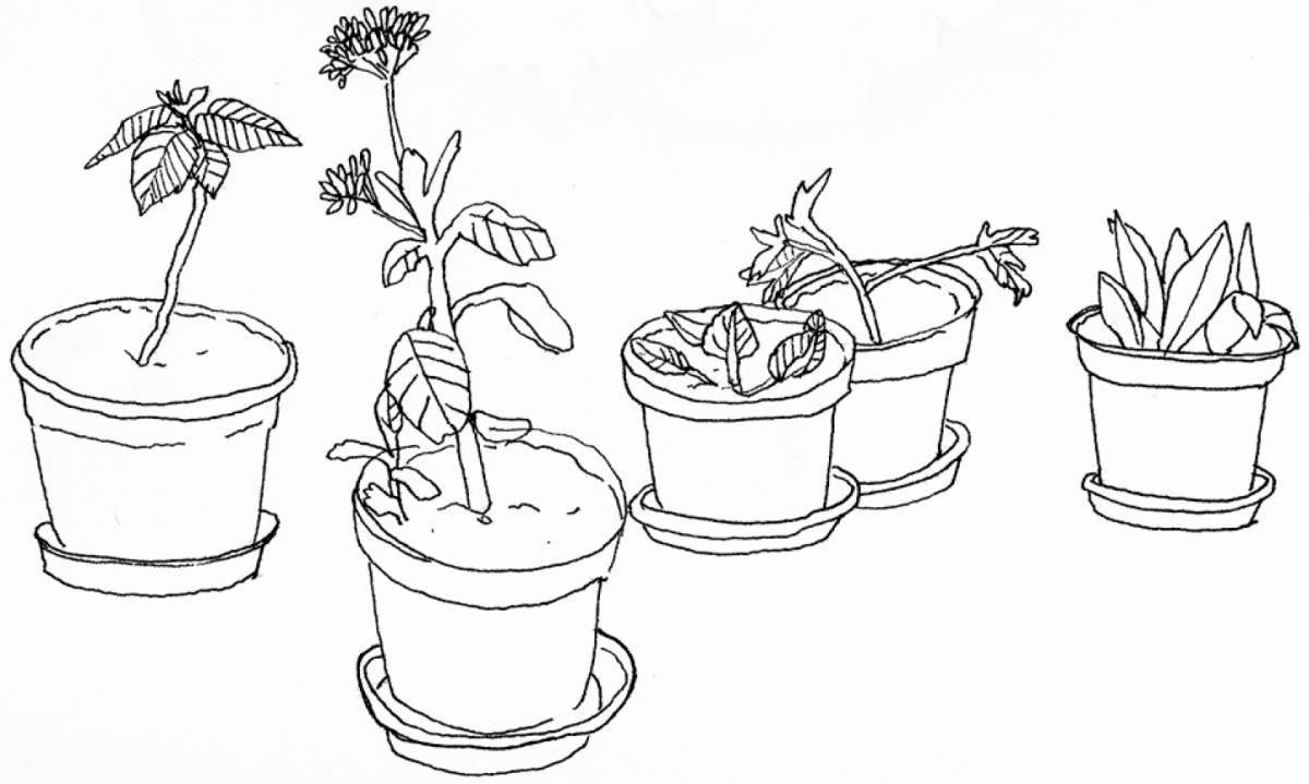 Joyful geranium in a pot for preschoolers