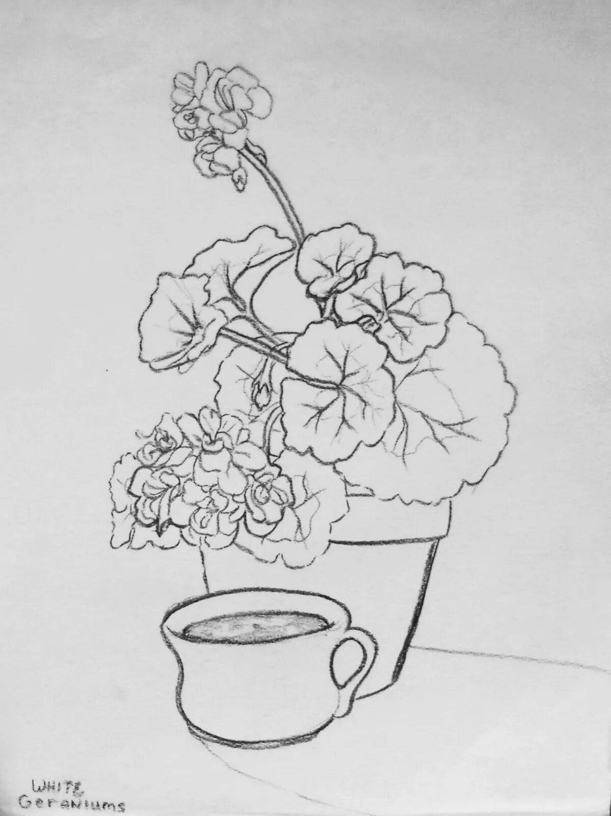 Funny geranium in baby pot