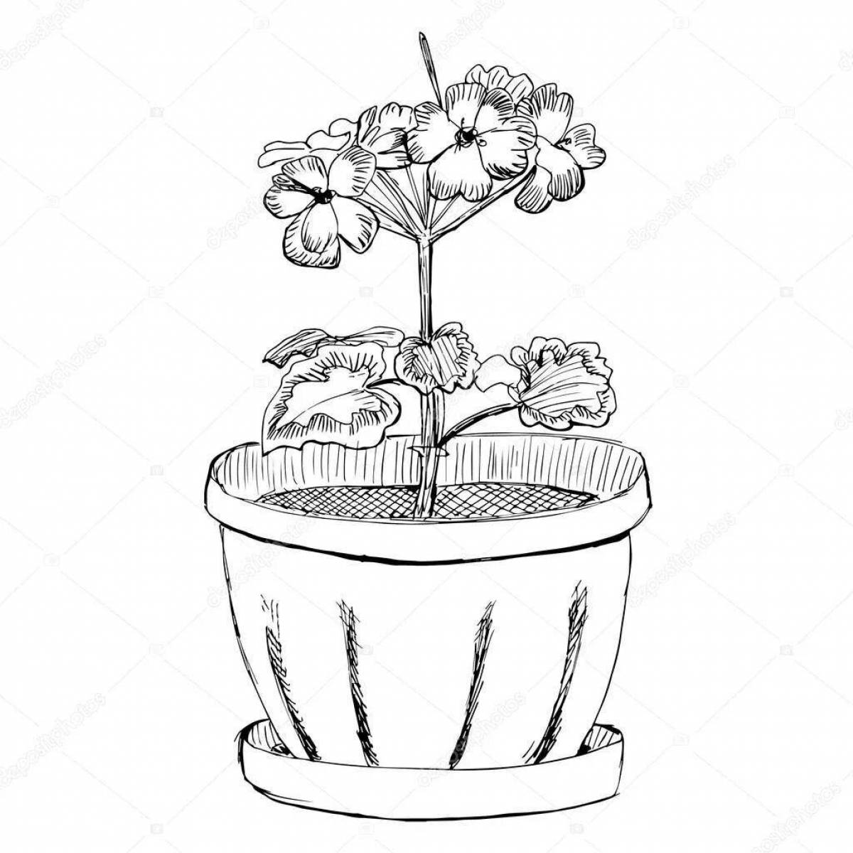 Charming potted geranium for children