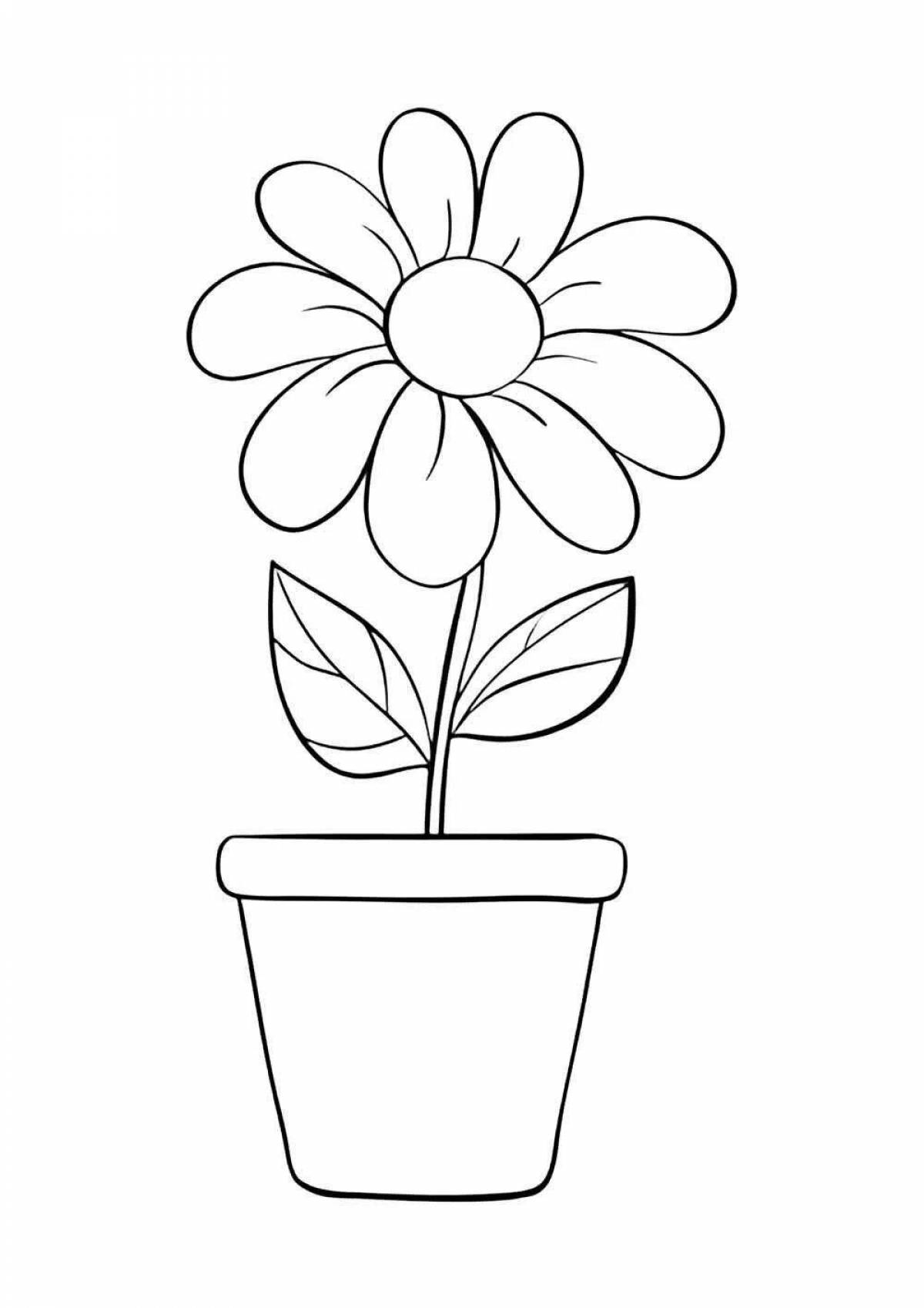 Shine geranium in baby pot