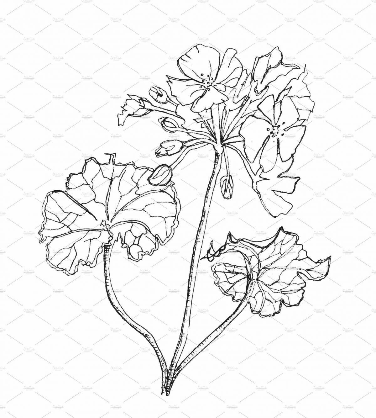 Photo Living geranium in a pot for children