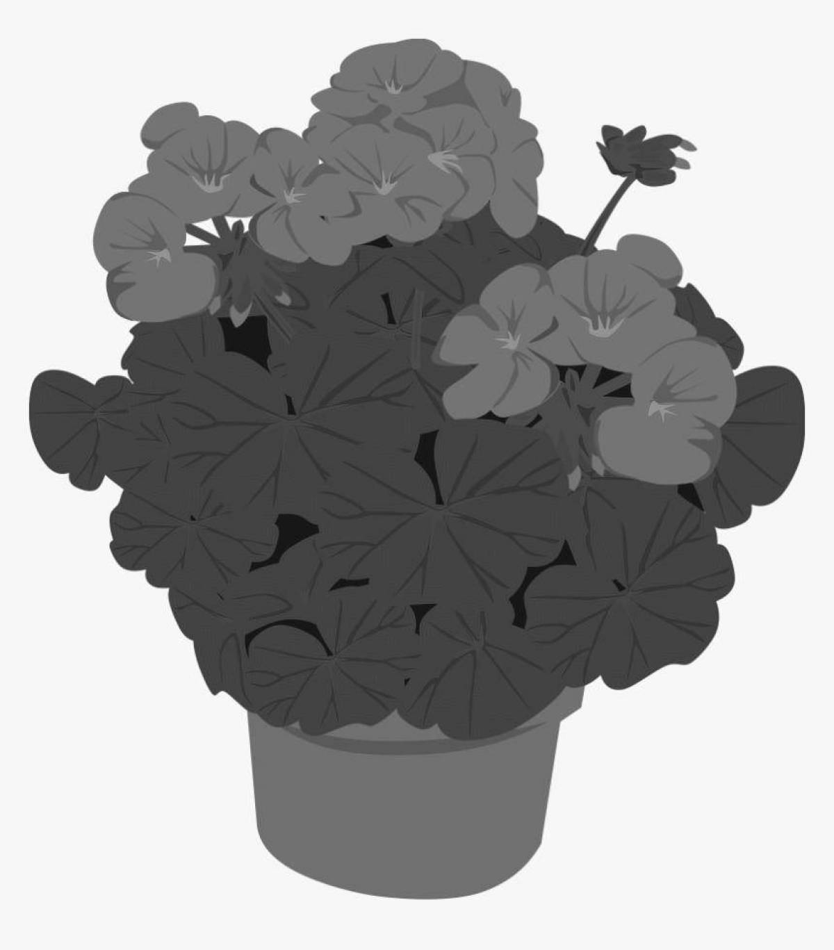 Humorous geranium in baby pot