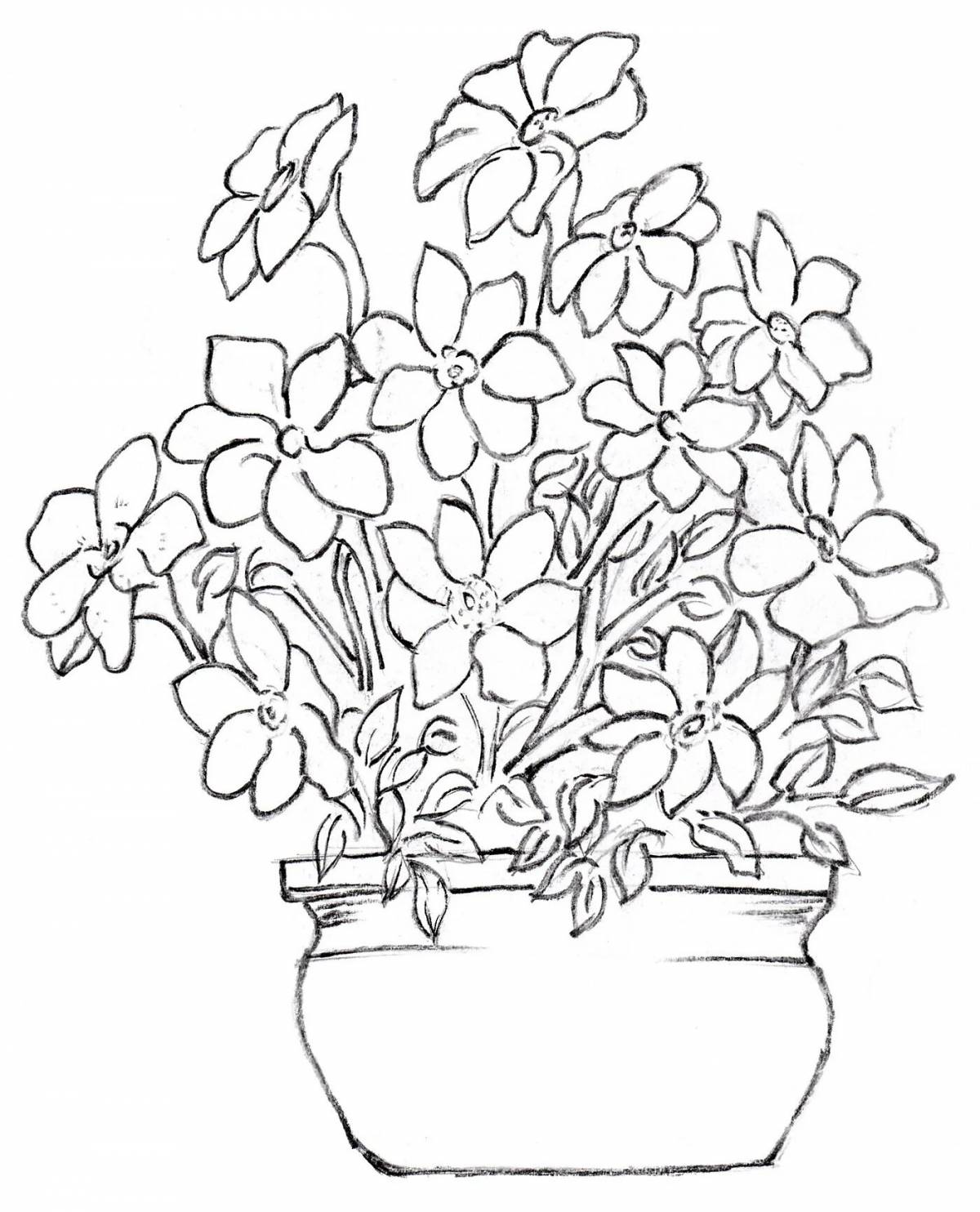 Funny geranium in a baby pot