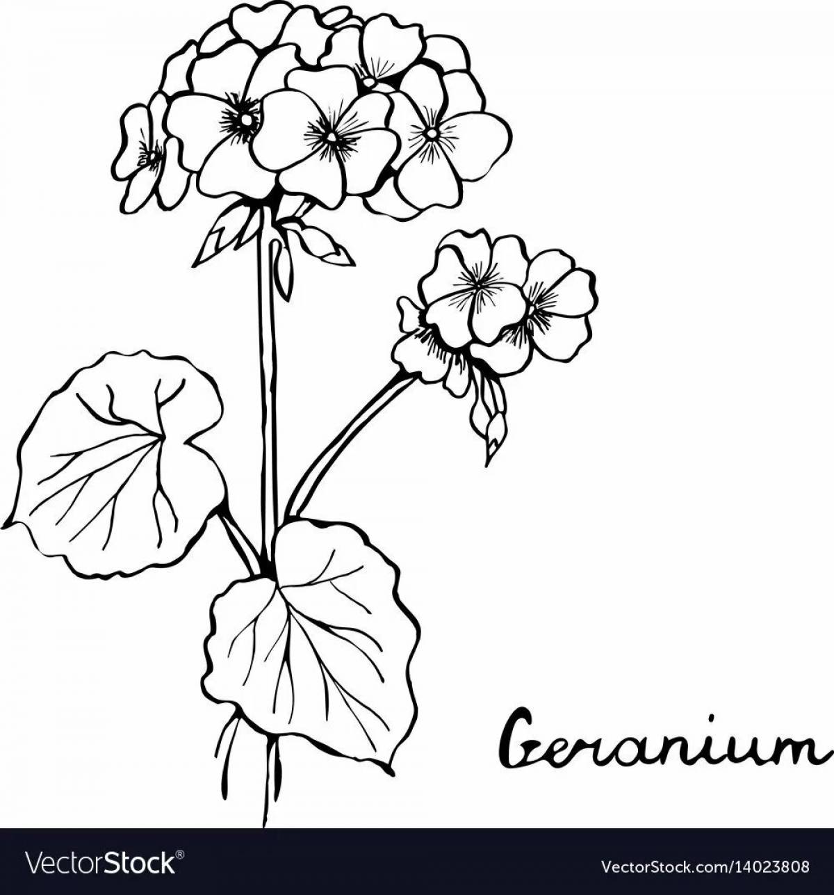 Friendly geranium in a pot for preschoolers
