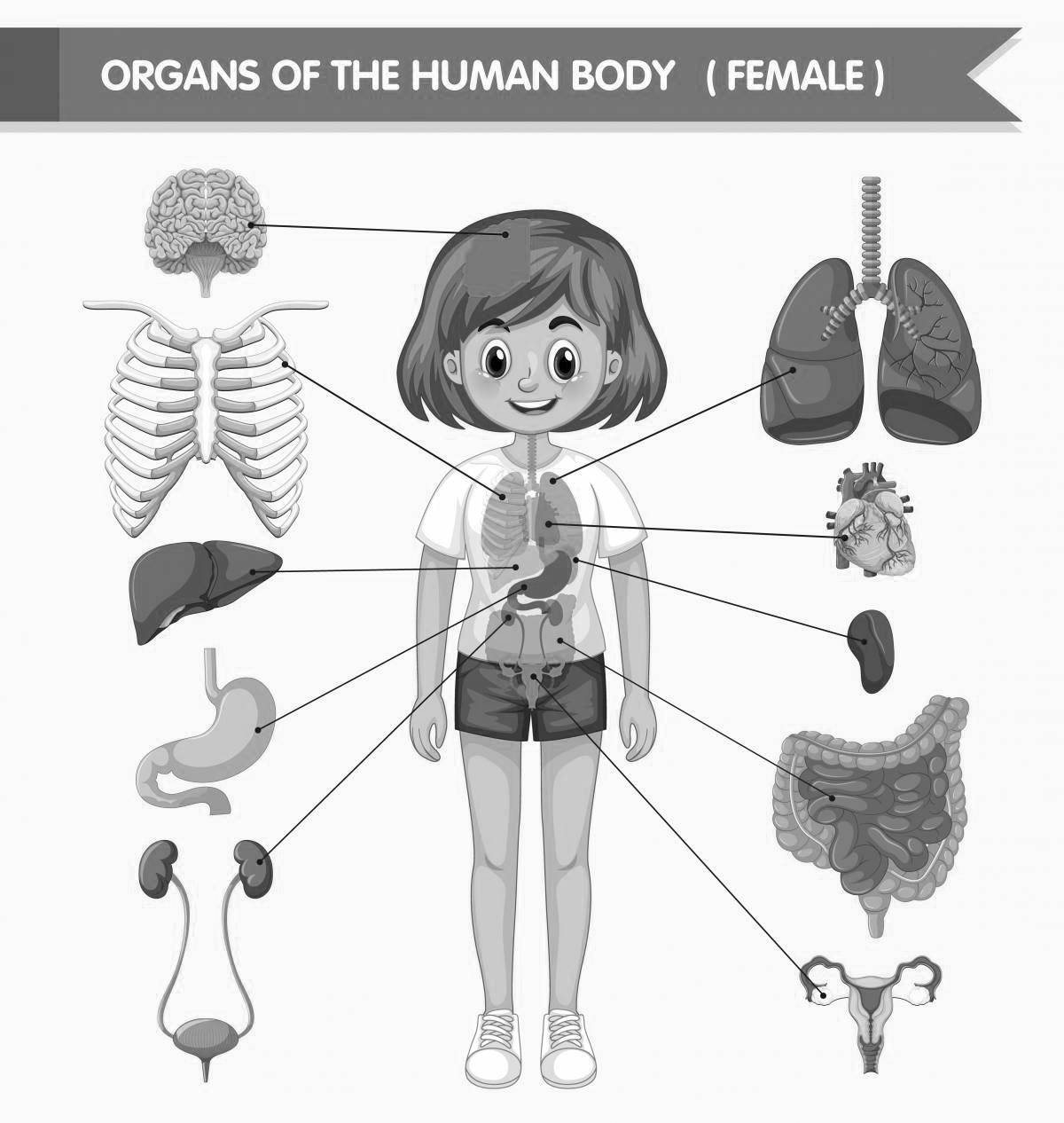 Очаровательная раскраска строения человеческого тела для малышей