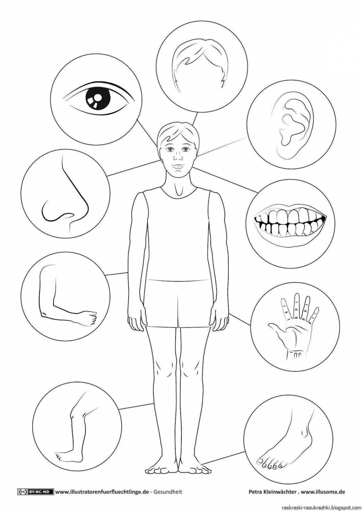 Изображения по запросу Раскраски внутренних органов человеческого тела - страница 8
