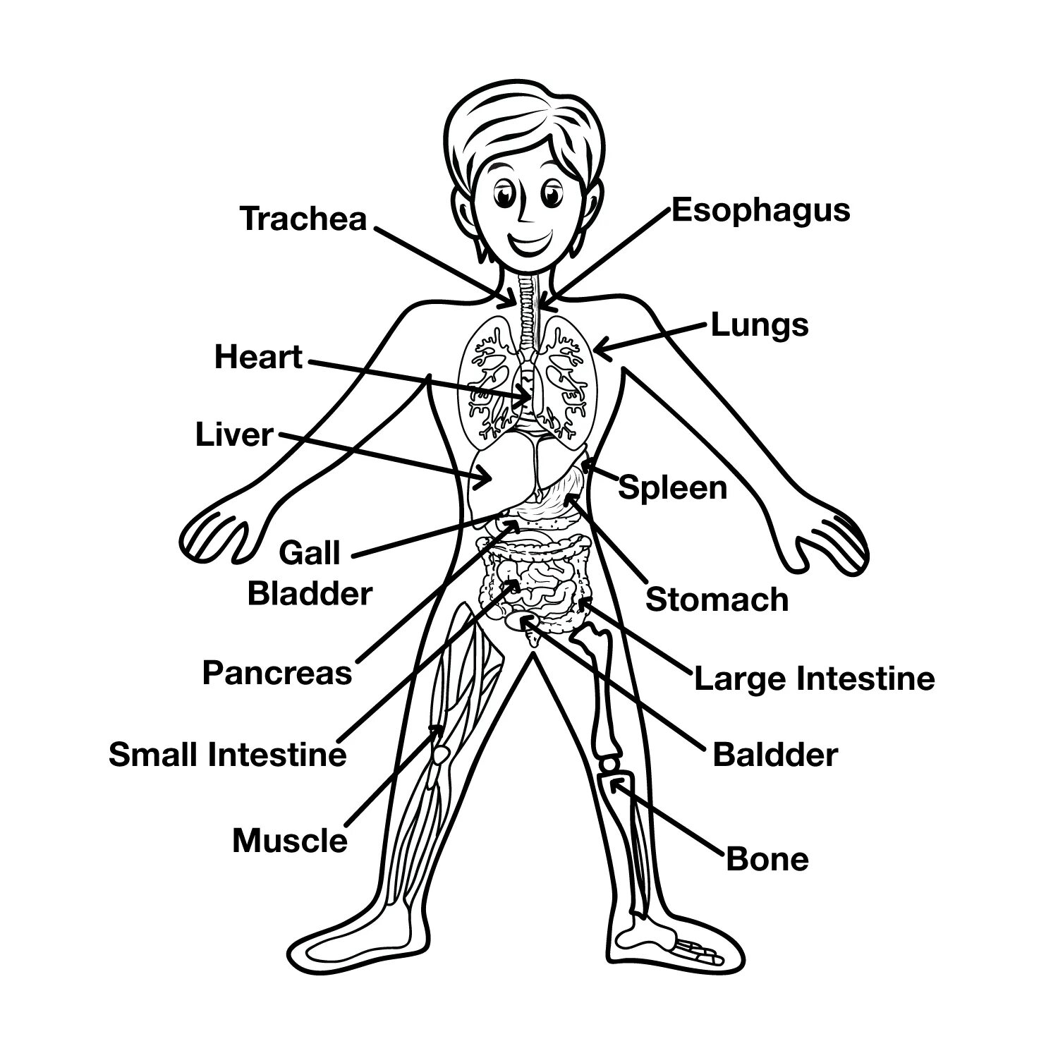 Human body structure for kids #5