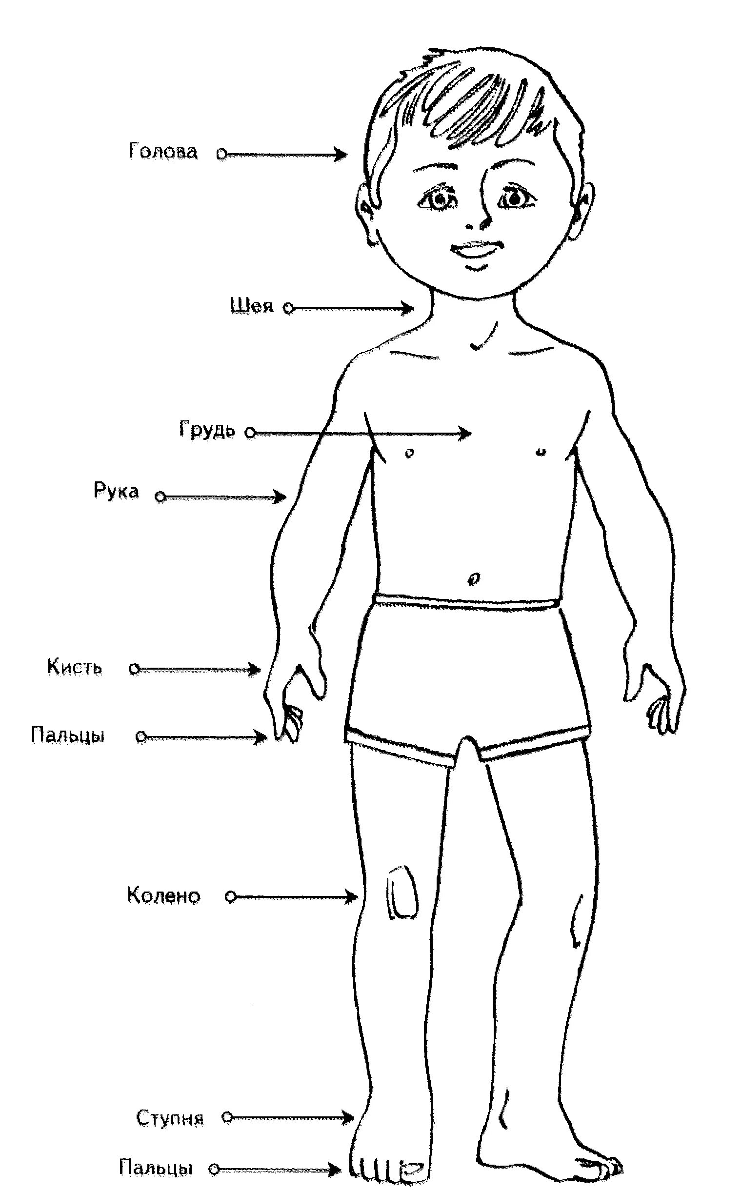 Раскраска Части тела человека | Тело человека раскраска