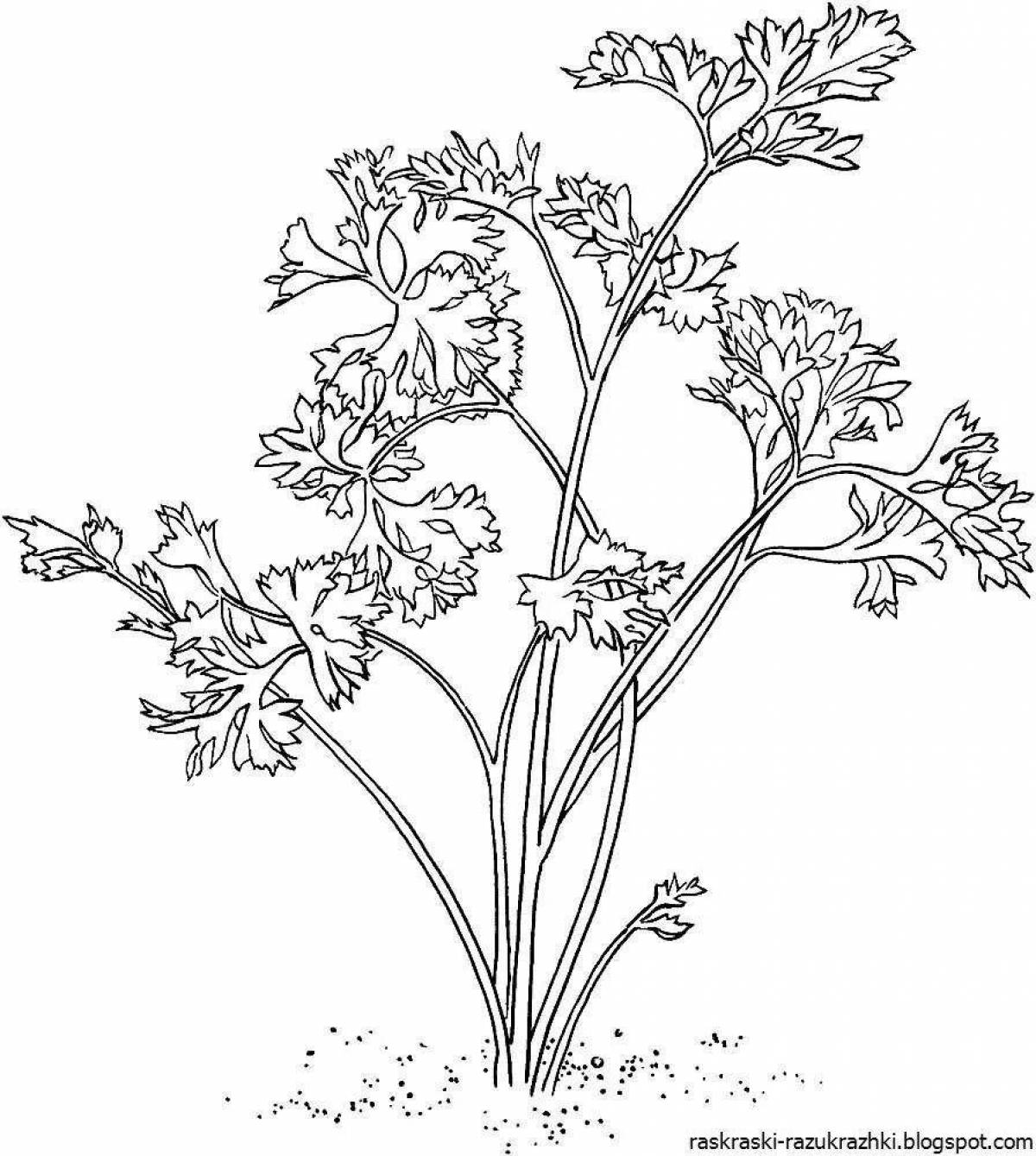 Colorful parsley coloring book for kids