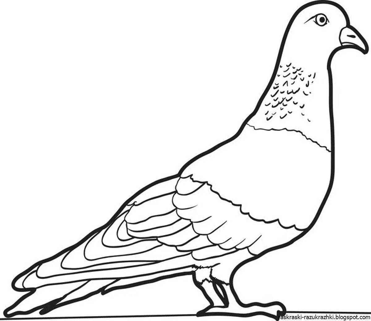 Славная раскраска голубь для детей 3-4 лет
