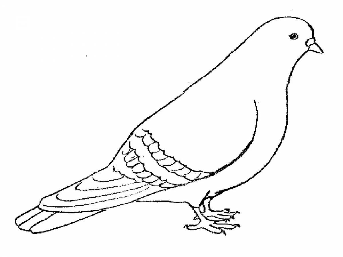 Элегантная раскраска голубь для детей 3-4 лет
