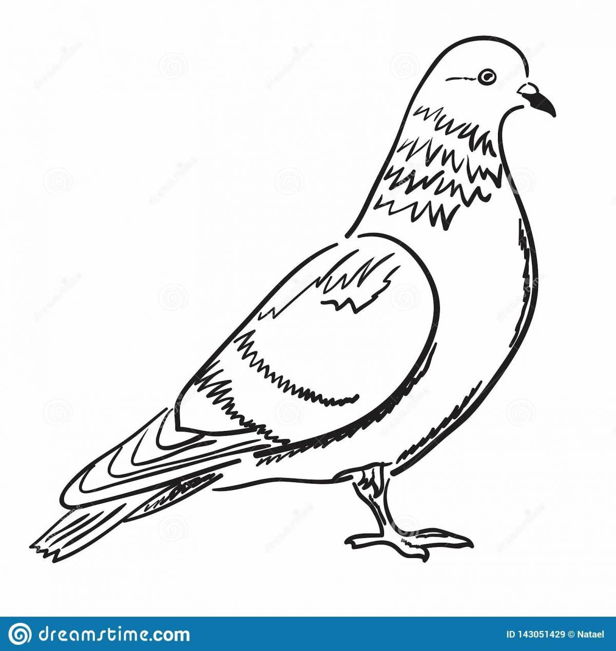 Pigeon for children 3 4 years old #1