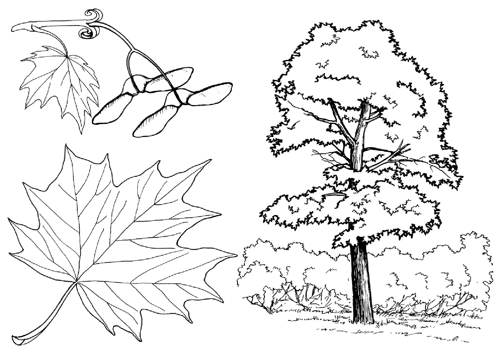 Amazing tree coloring page for 6-7 year olds