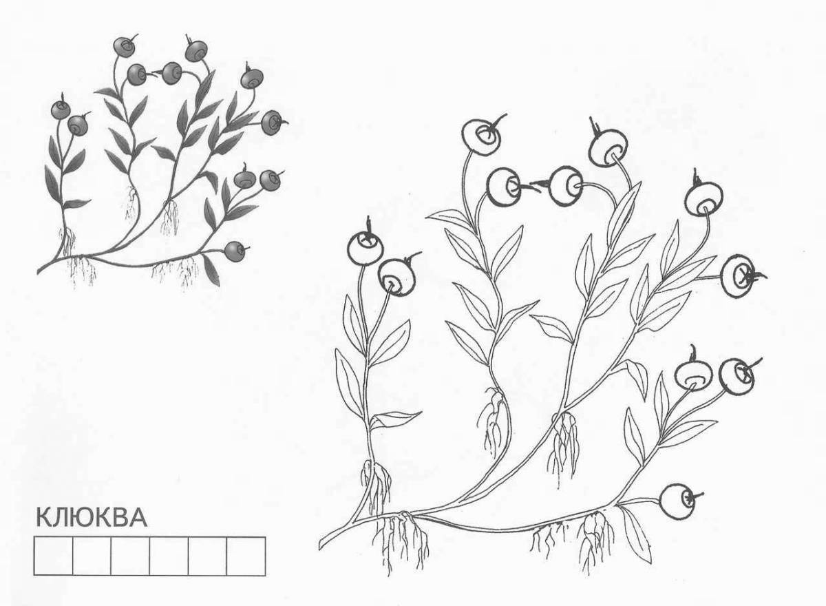 Клюква рисунок для детей