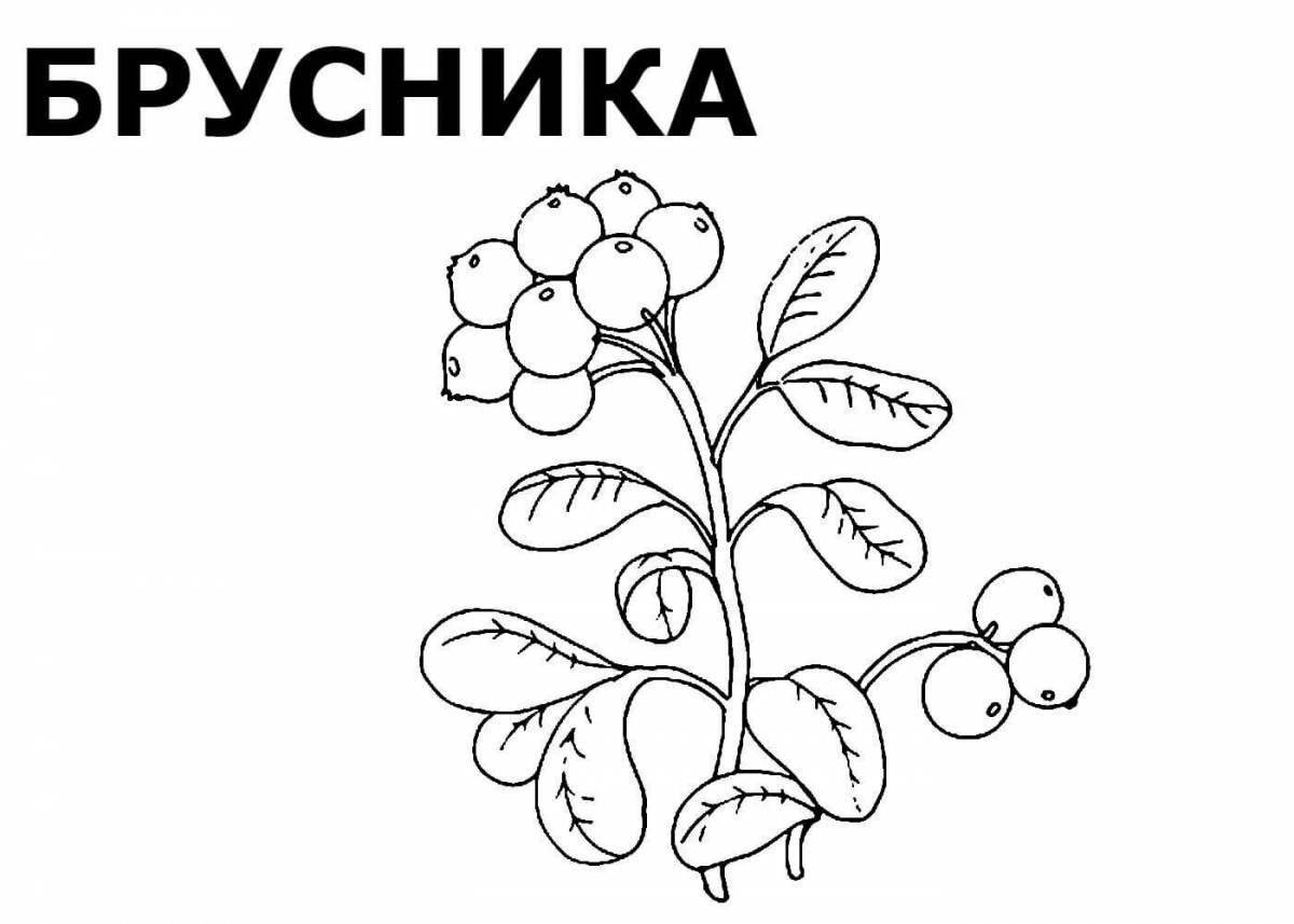 Лесные ягоды раскраска