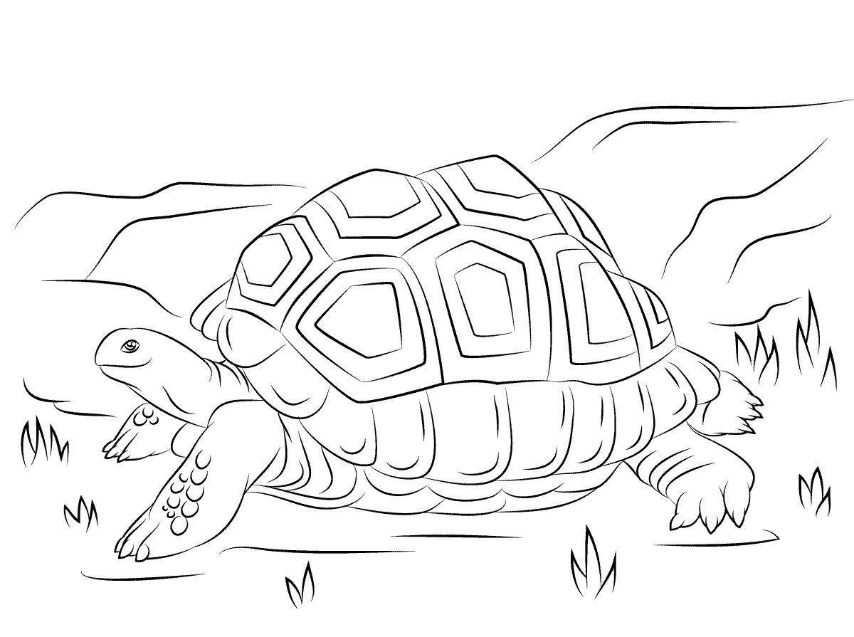 Glorious turtle coloring for kids