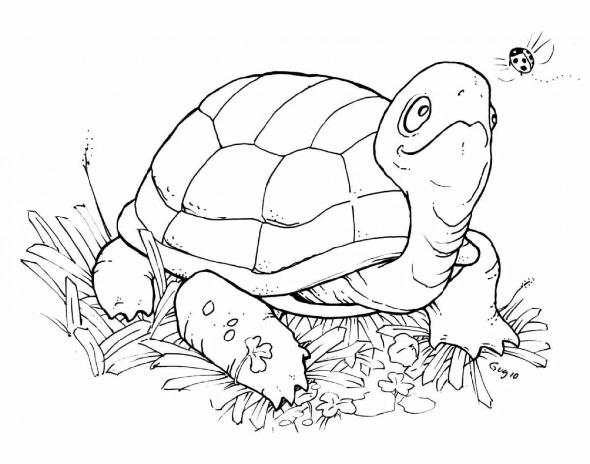 Черепаха для малышей #5