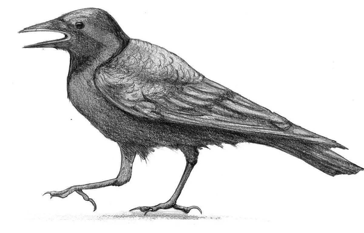 Children's coloring jackdaw