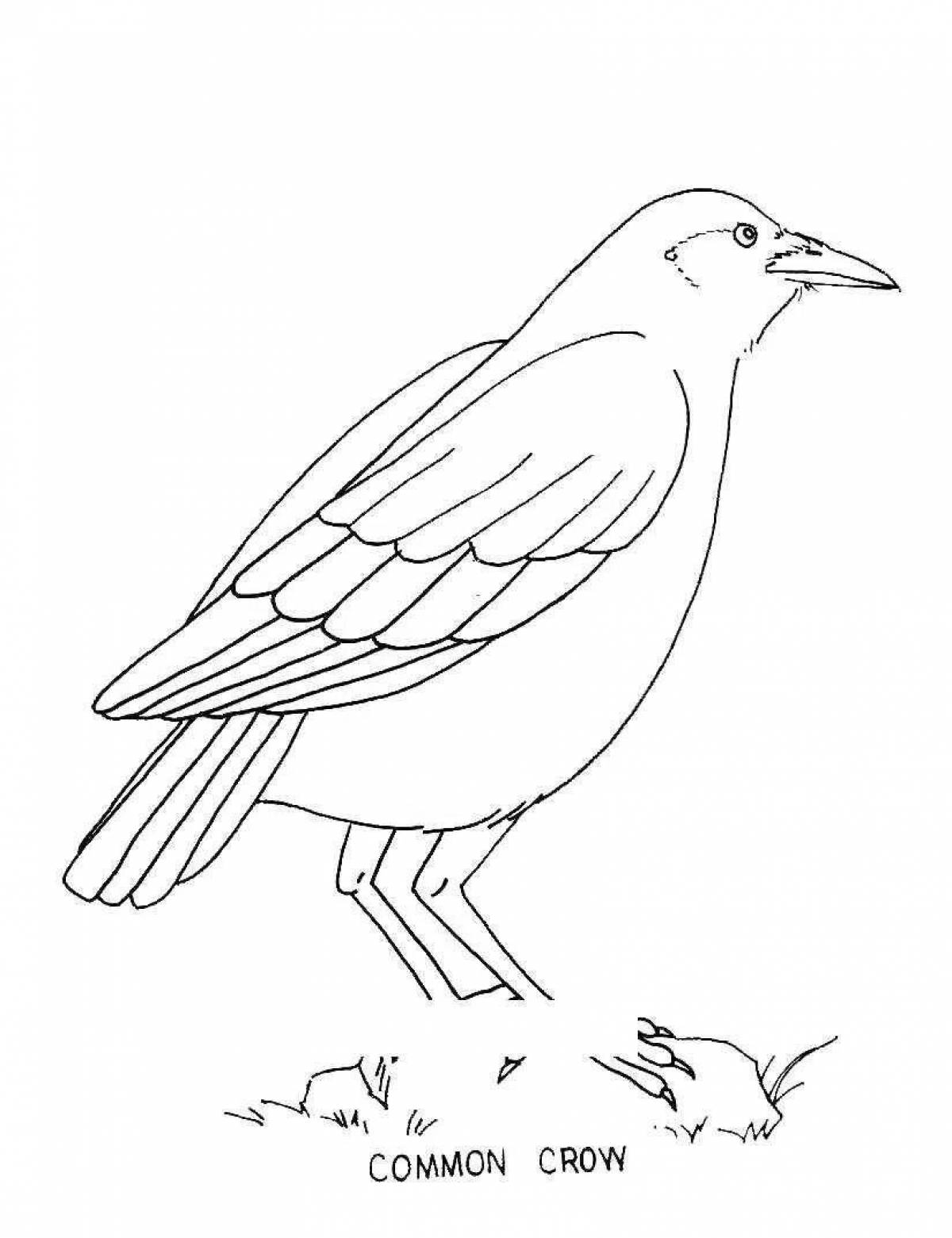 Fun coloring jackdaw for kids