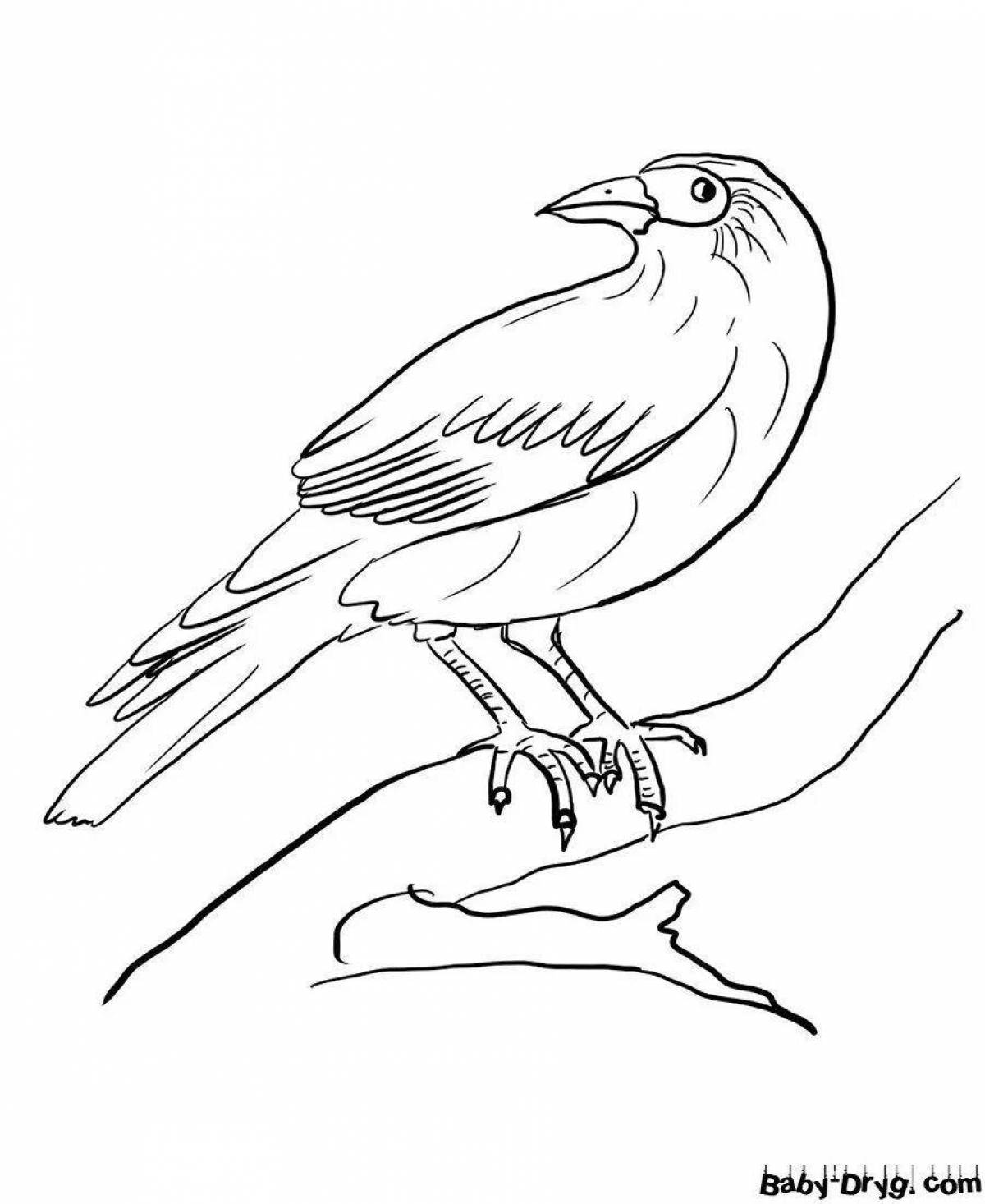 Funny jackdaw coloring for kids